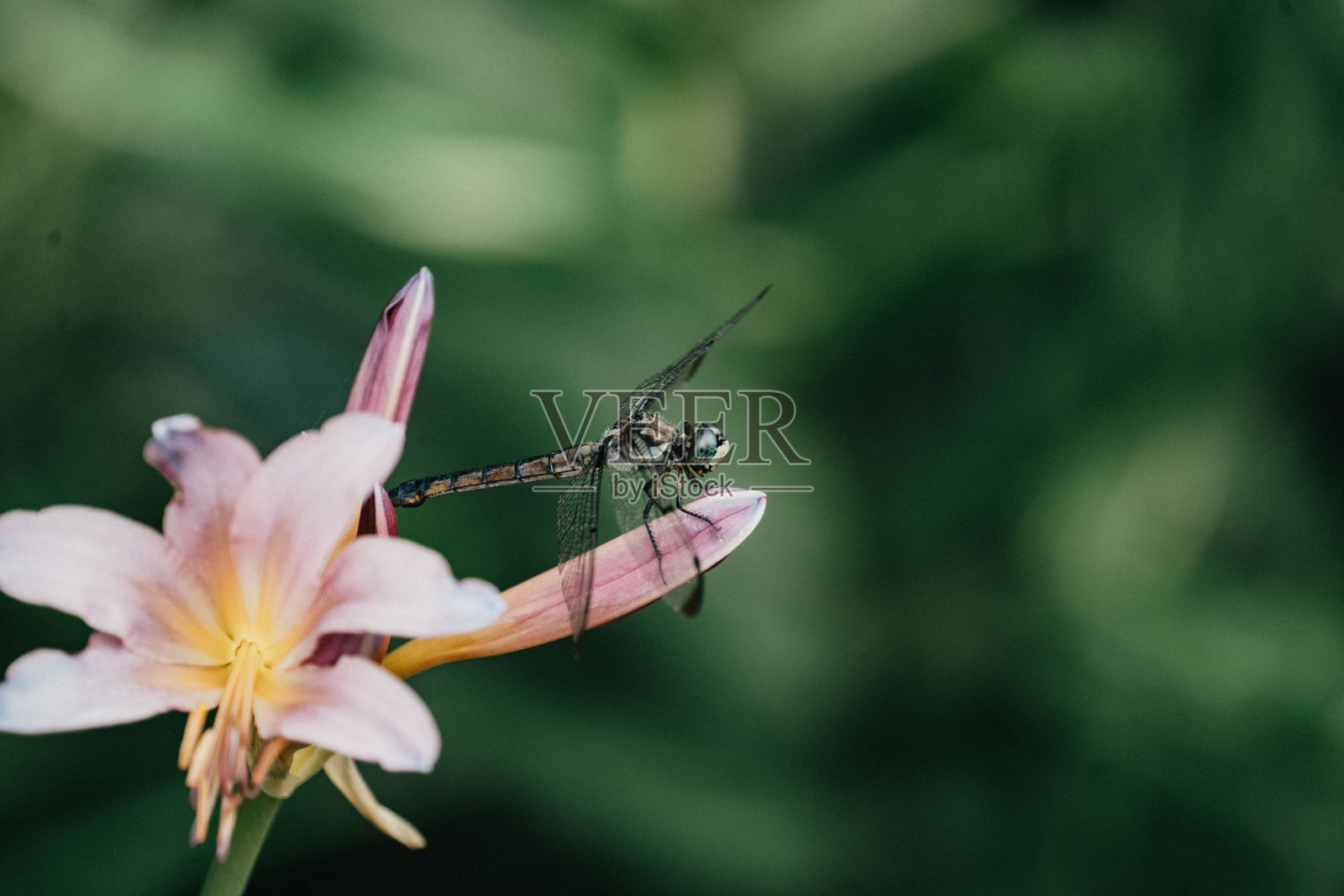 蜻蜓在花照片摄影图片