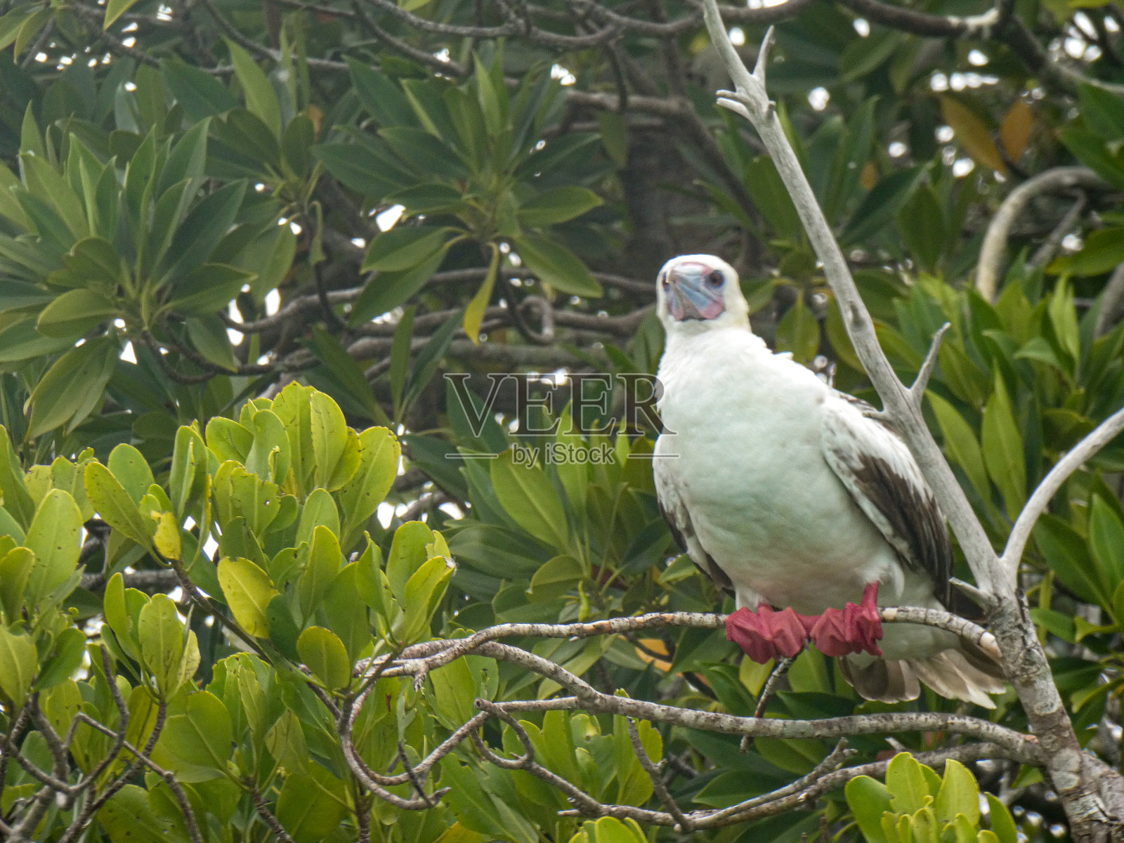 红脚鲣鸟，照片摄影图片