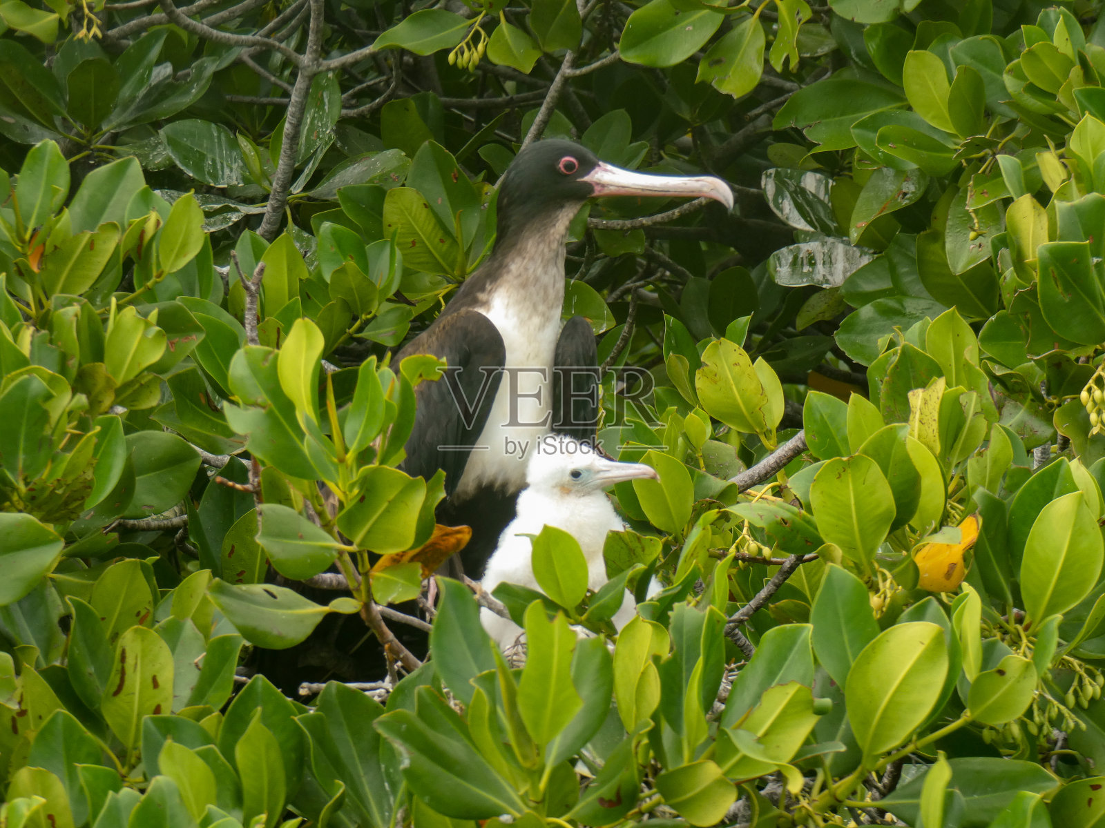 军舰鸟,亚照片摄影图片