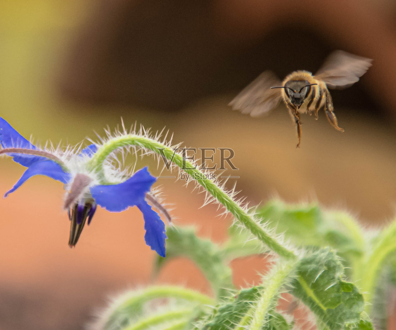 琉璃苣花与蜜蜂照片摄影图片