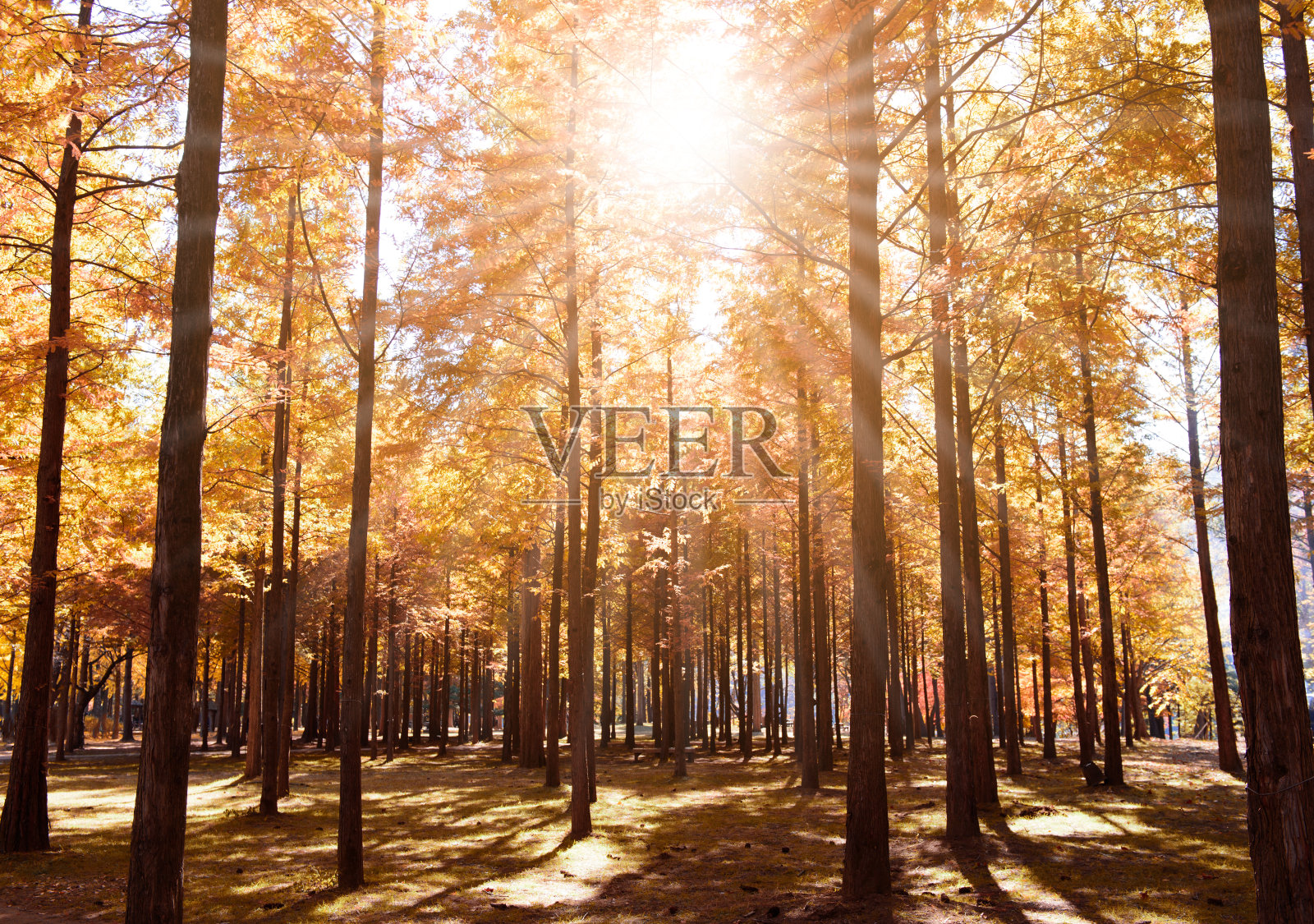 秋天的森林照片摄影图片