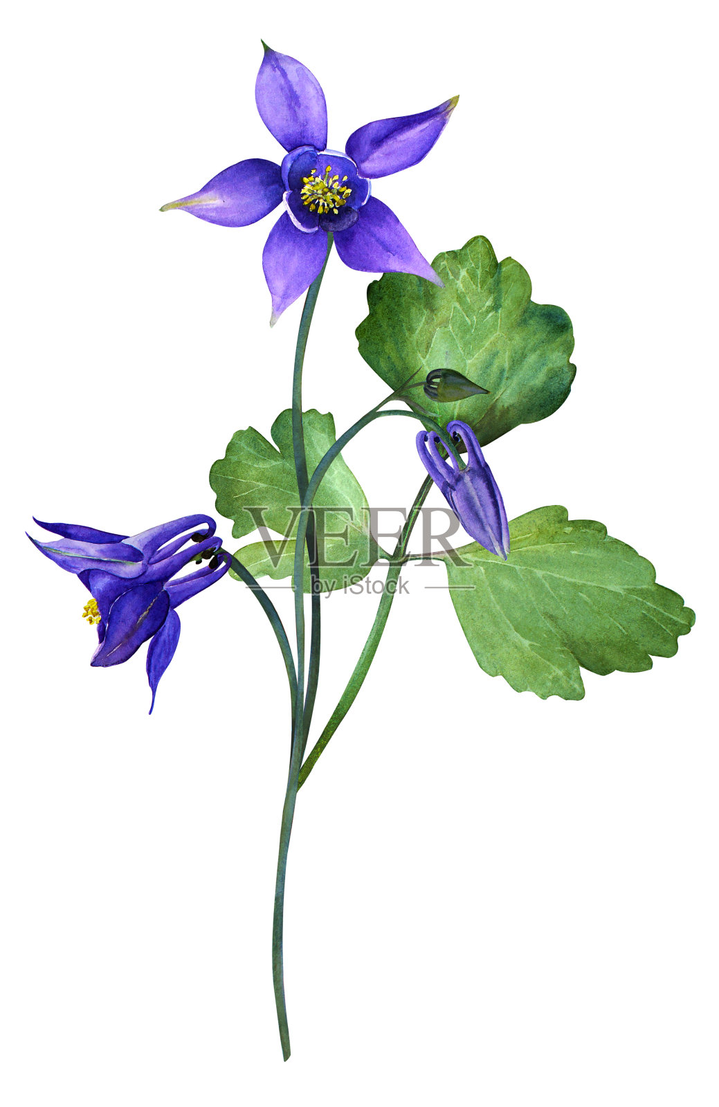 蓝色花束耧斗菜在水彩插图孤立插画图片素材