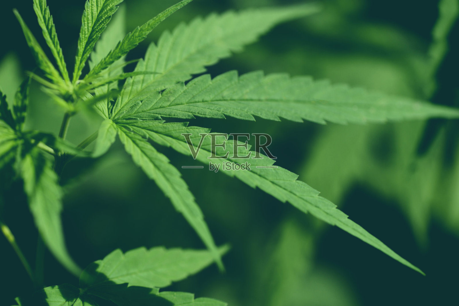 大麻叶在农场种植大麻树，大麻叶为天然提取药用保健，大麻叶照片摄影图片