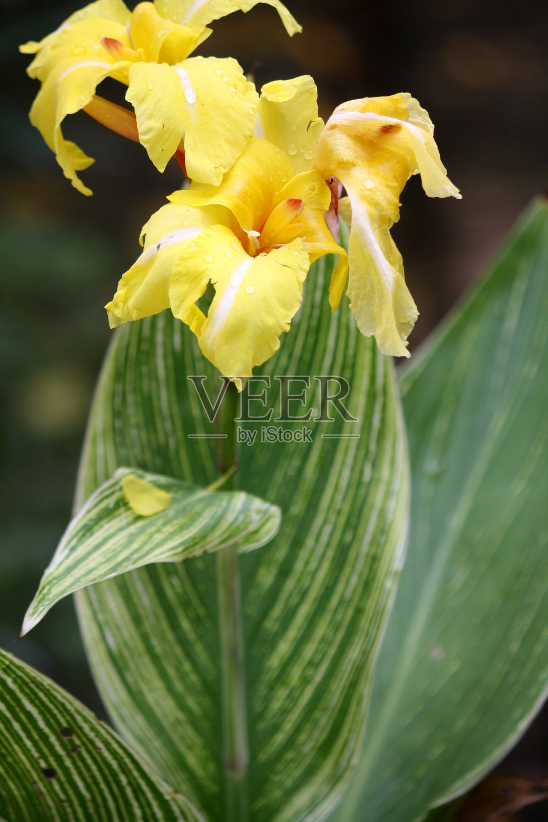 美人蕉百合(美人蕉属)花园里的花照片摄影图片