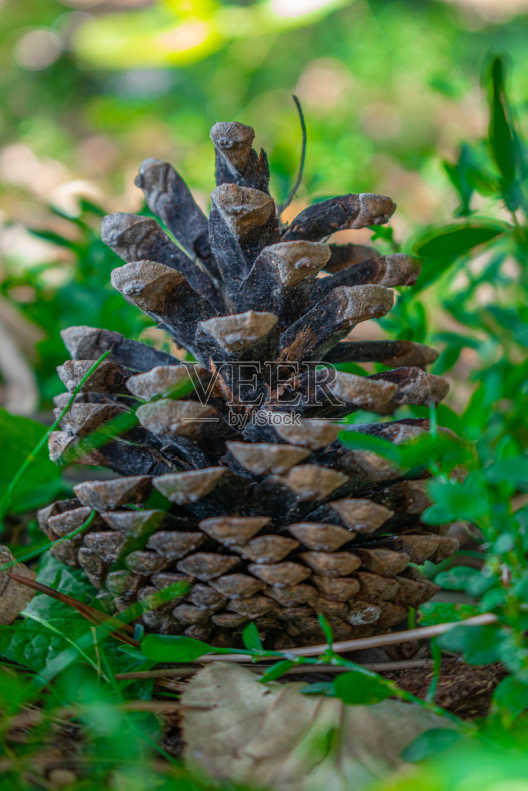 只是一个松果在摆姿势拍照…照片摄影图片