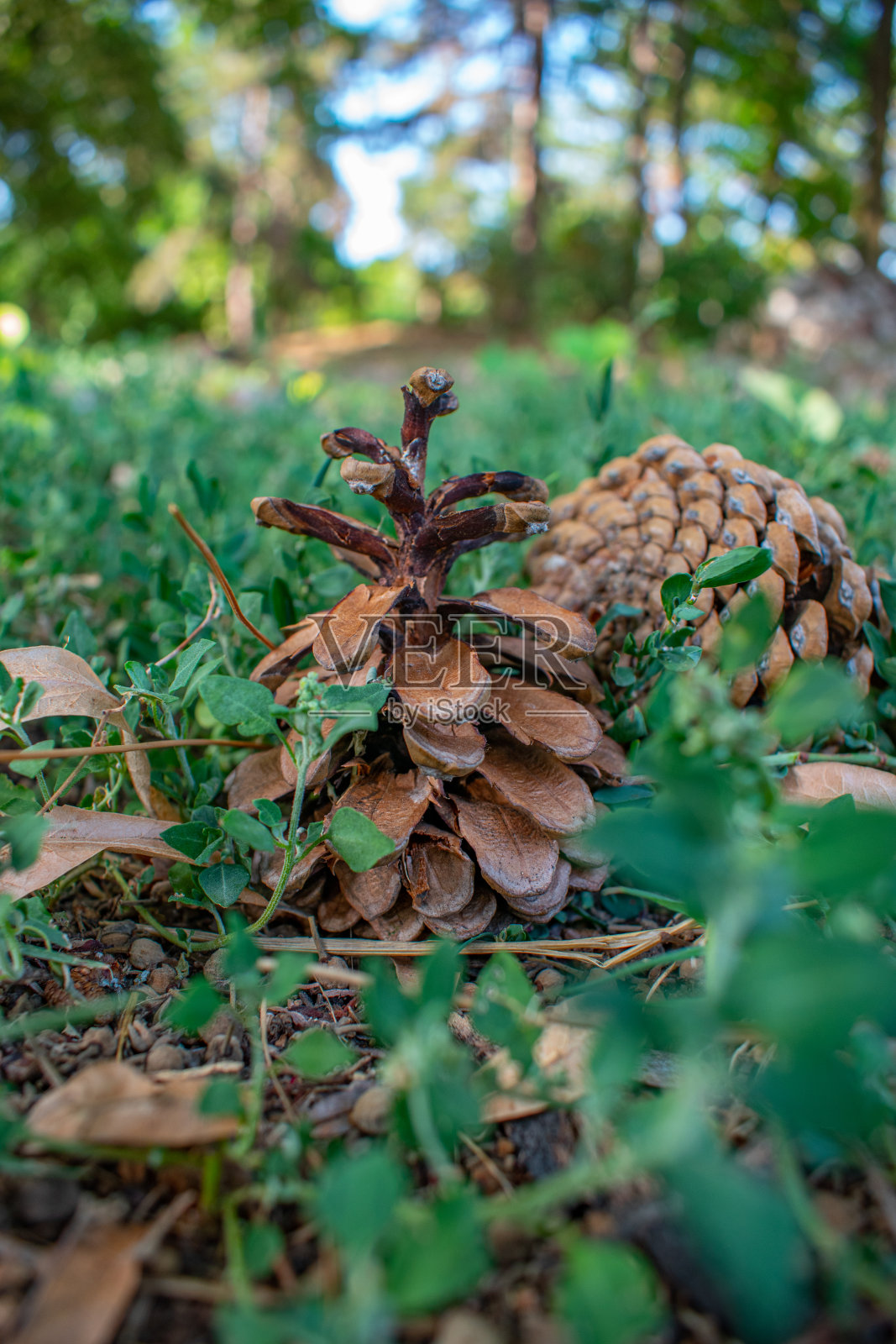 松果照片摄影图片