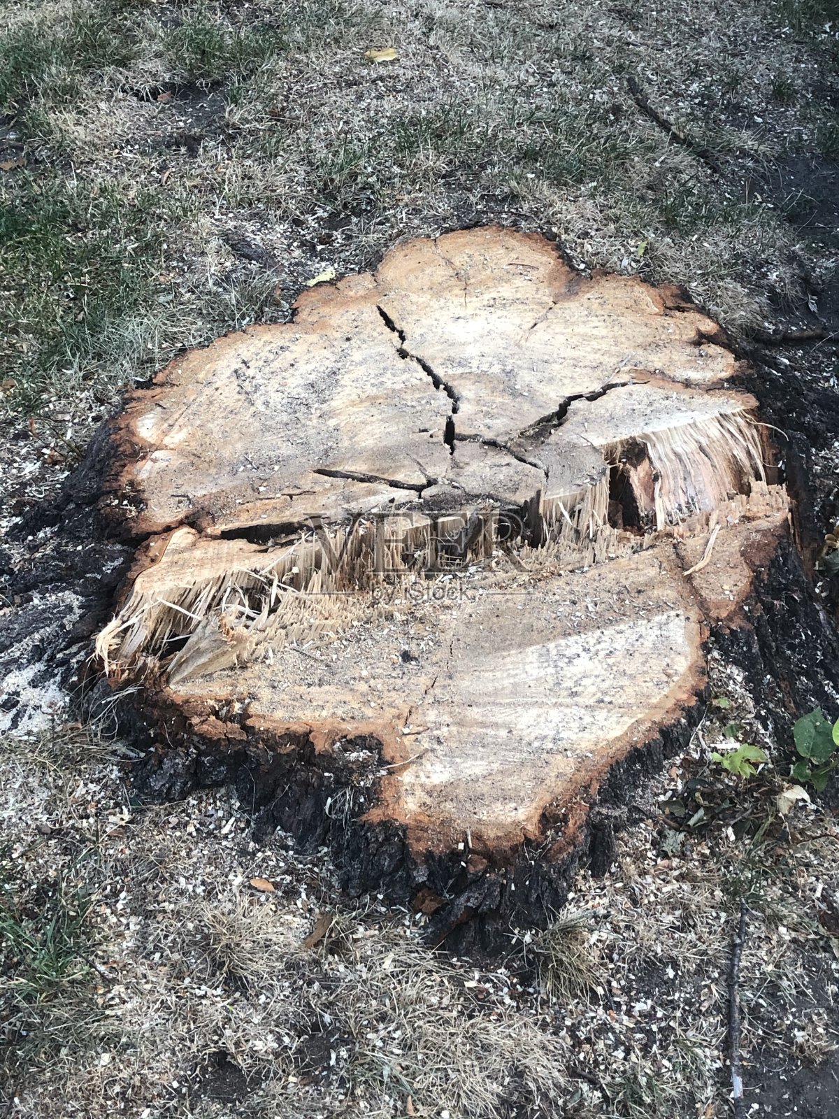 切碎的树干照片摄影图片
