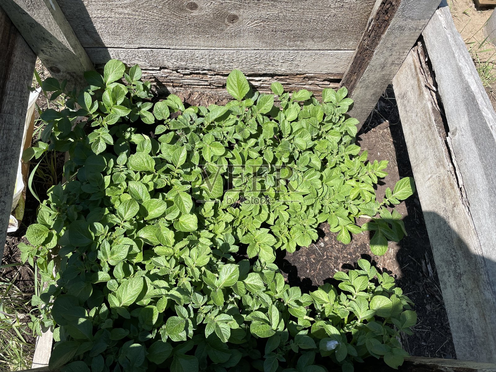 越来越多的土豆照片摄影图片