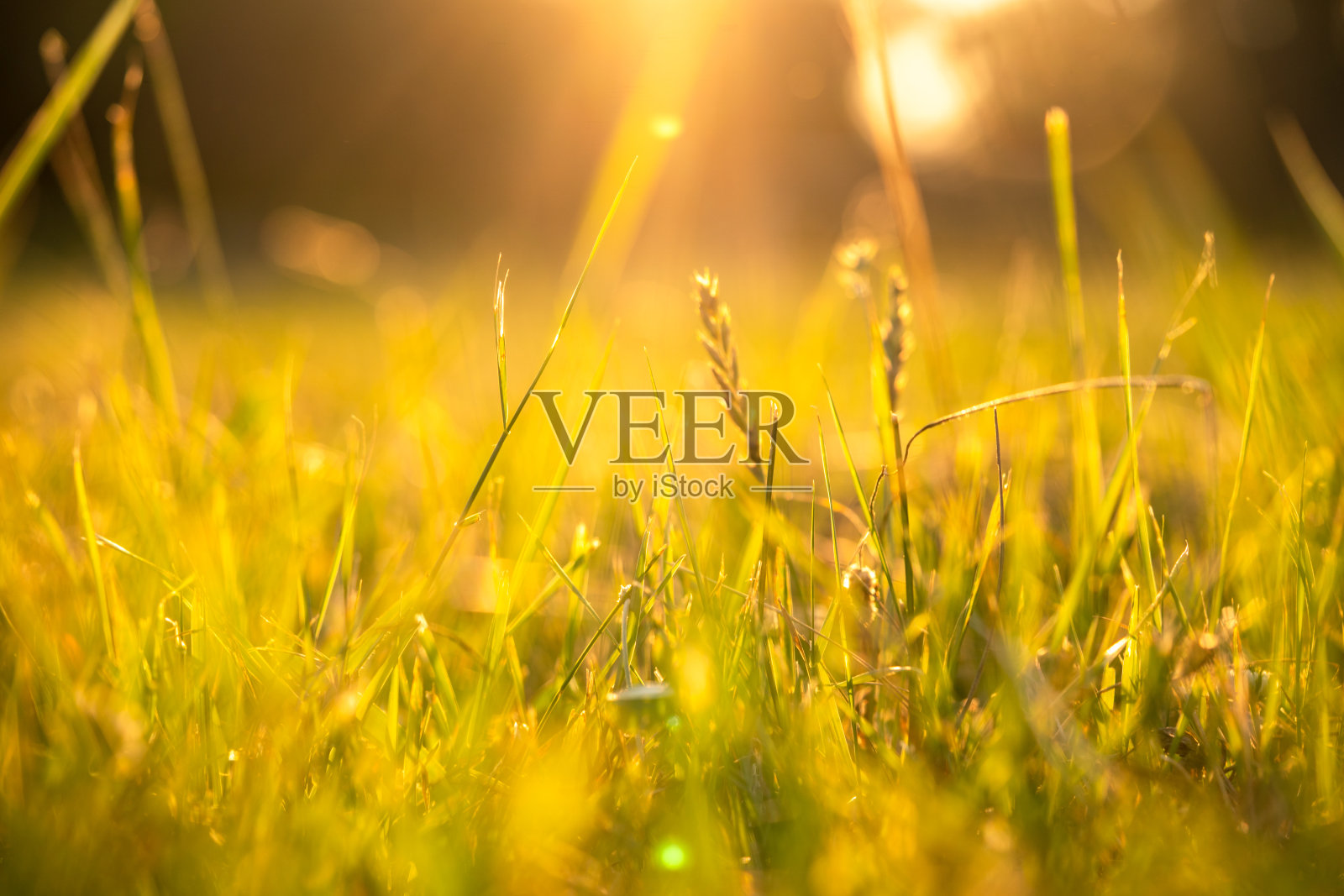 草地上的日落，柔和的光线与模糊的背景照片摄影图片