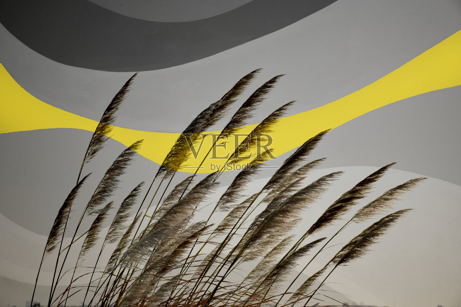 草地上五颜六色的花朵照片摄影图片