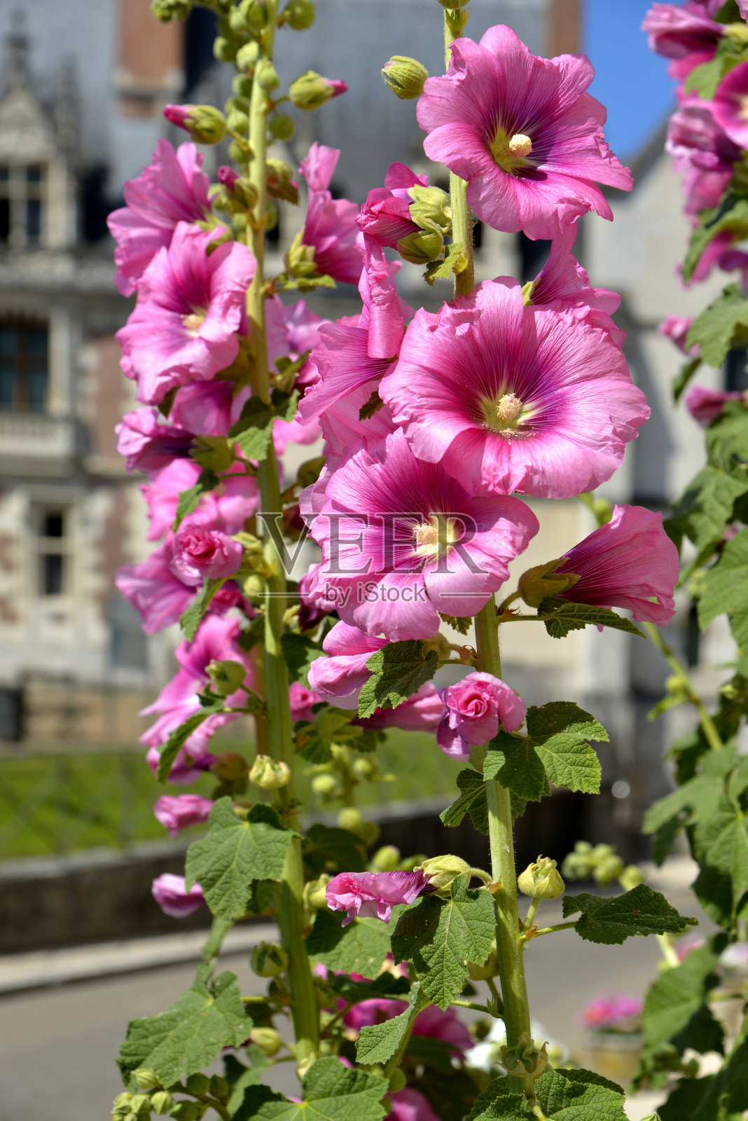粉红色的蜀葵的花照片摄影图片