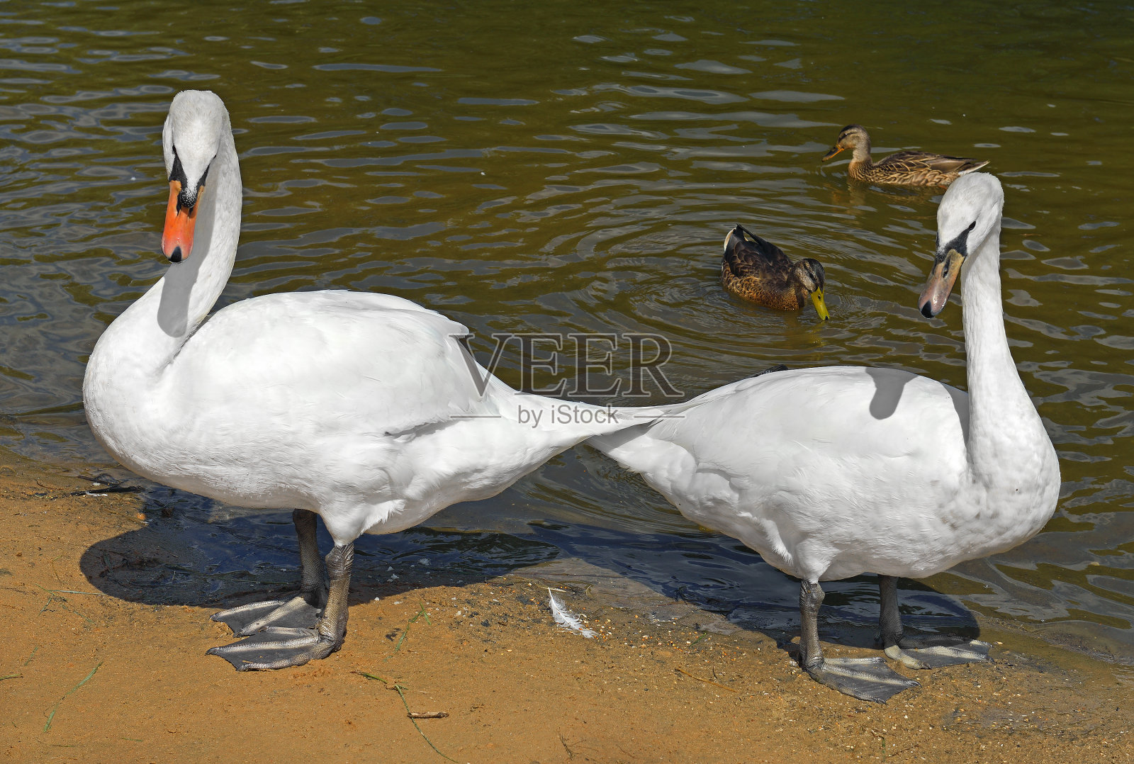 湖岸边的白哑天鹅(天鹅色)。莫斯科照片摄影图片