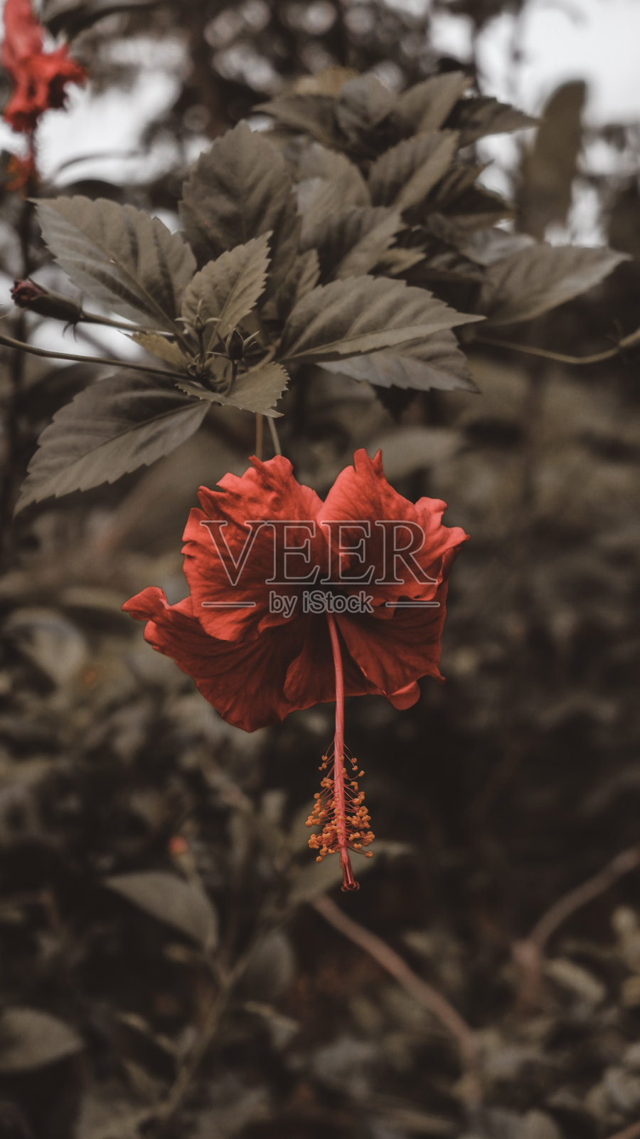 前院外悬挂着一朵美丽的芙蓉花照片摄影图片