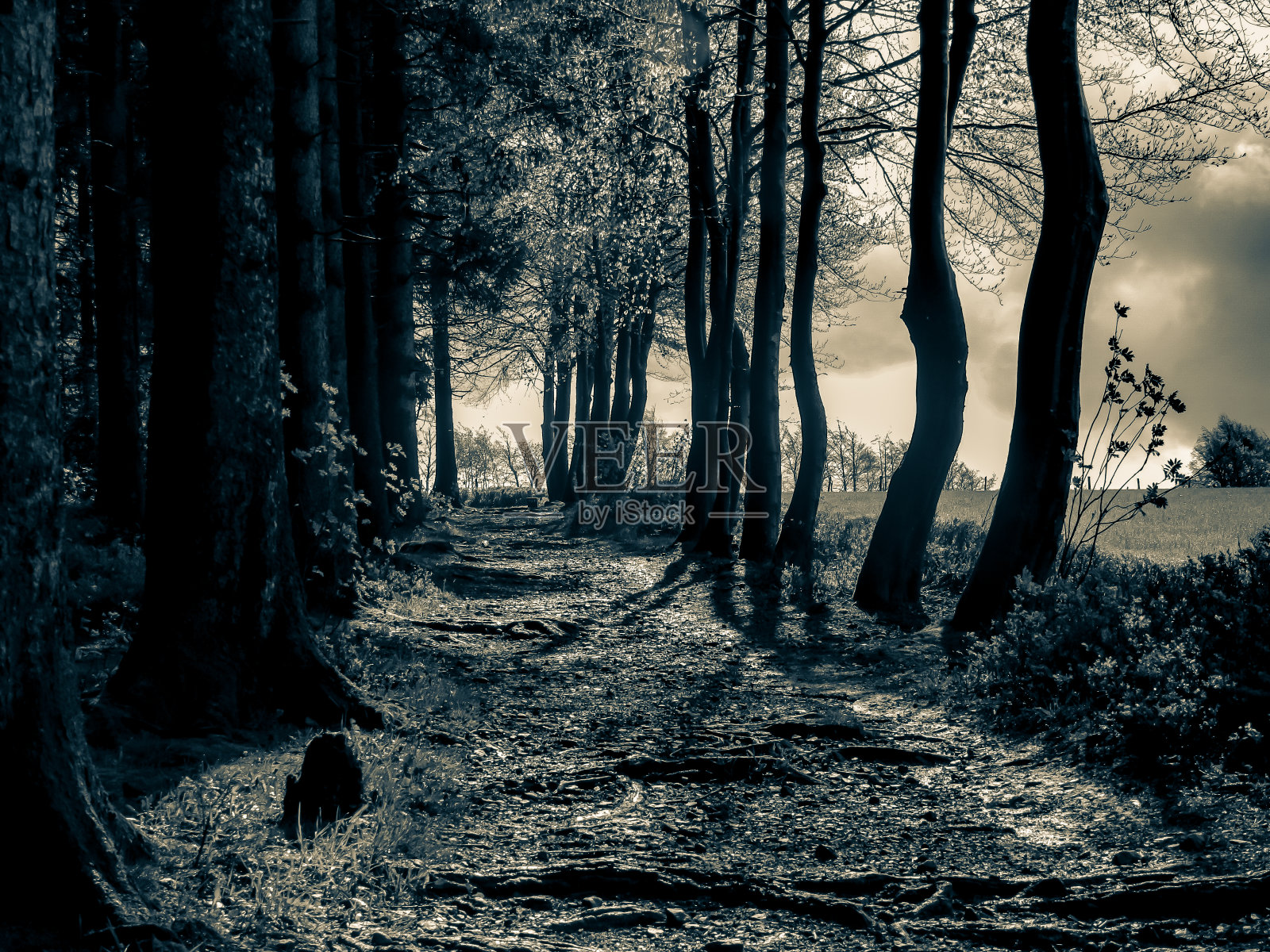 森林小径上有根，有美丽的光和影照片摄影图片