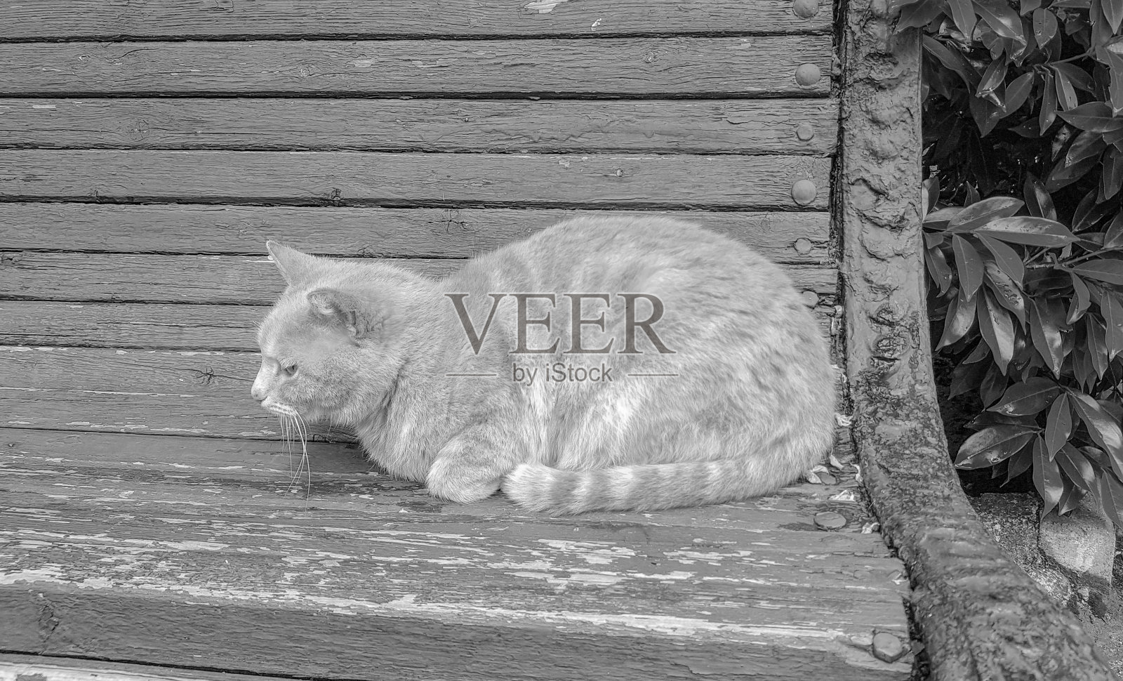 一只可爱的小猫在公园的旧木凳上睡觉的黑白照片照片摄影图片