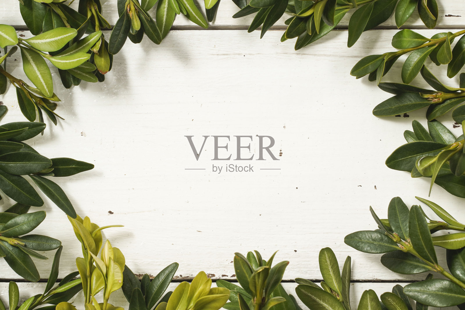 创意框架边界卡与一束绿色黄杨树枝在白色木制乡村背景。复制文本空间。广告，店铺销售理念。照片摄影图片