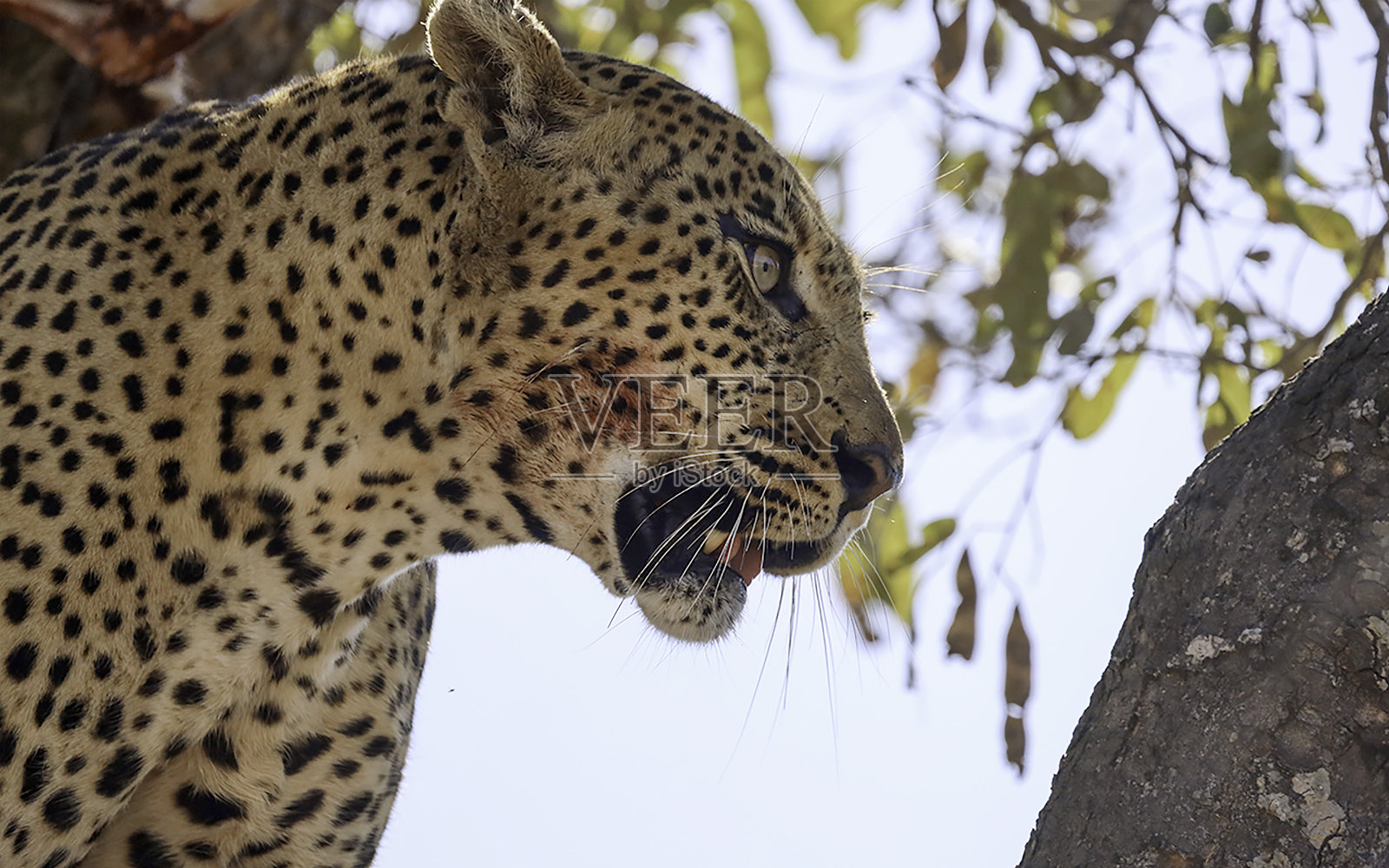 南非克鲁格国家公园的雄性豹照片摄影图片