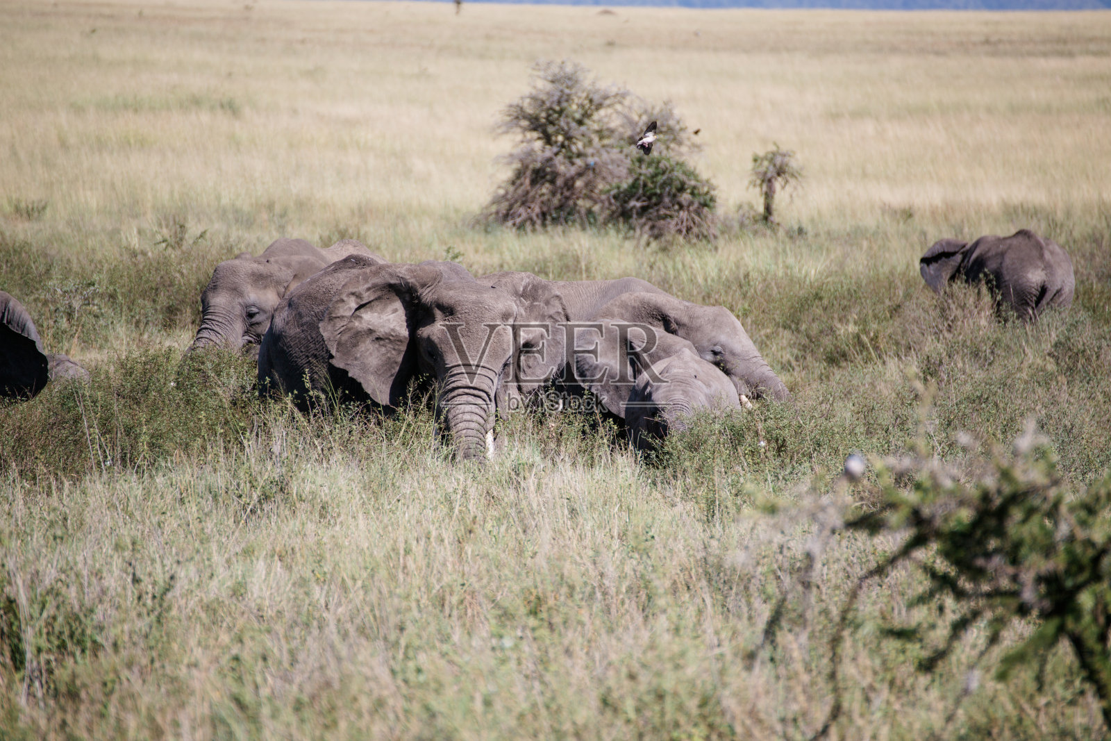 在坦桑尼亚Elefant照片摄影图片