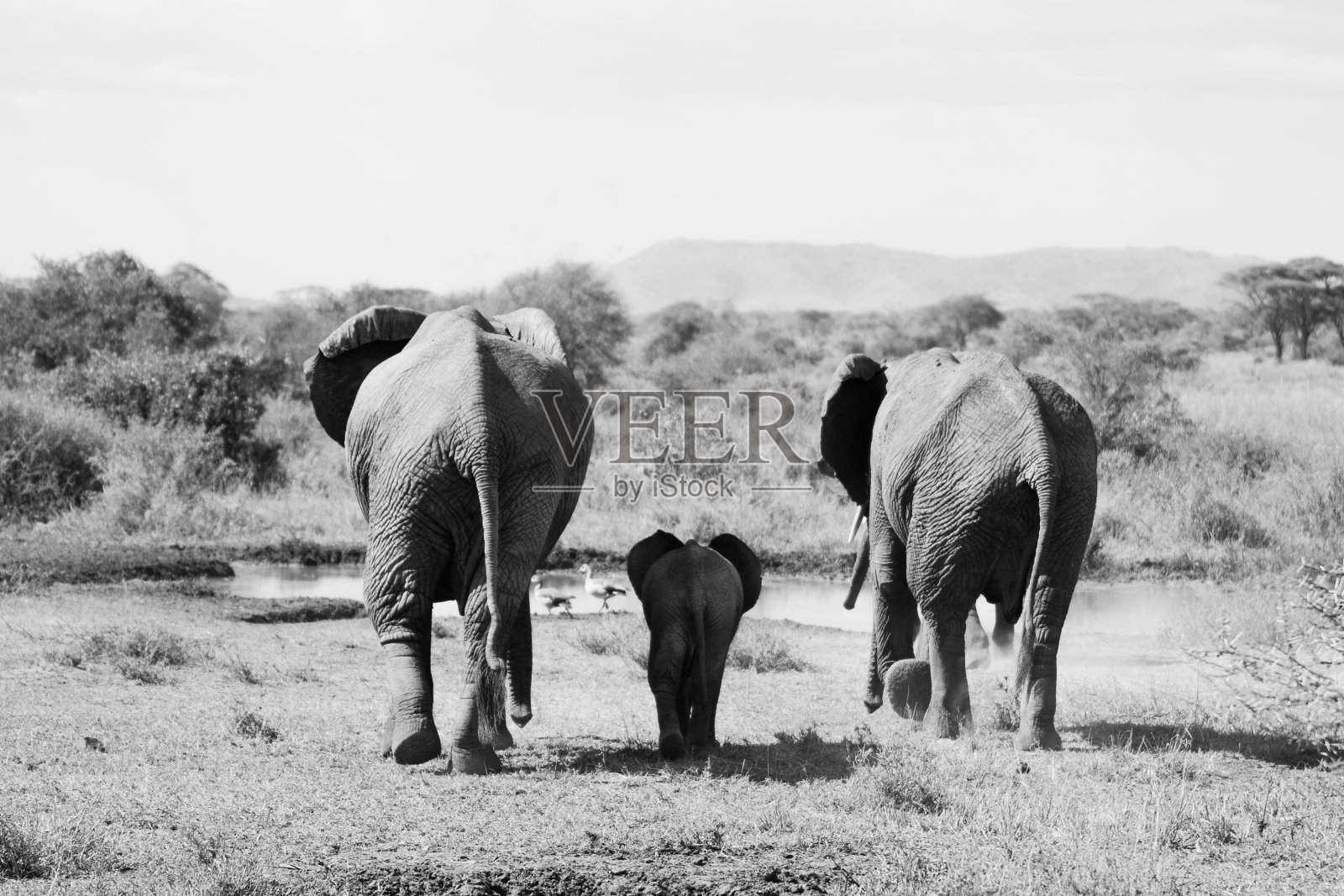 在坦桑尼亚Elefant照片摄影图片