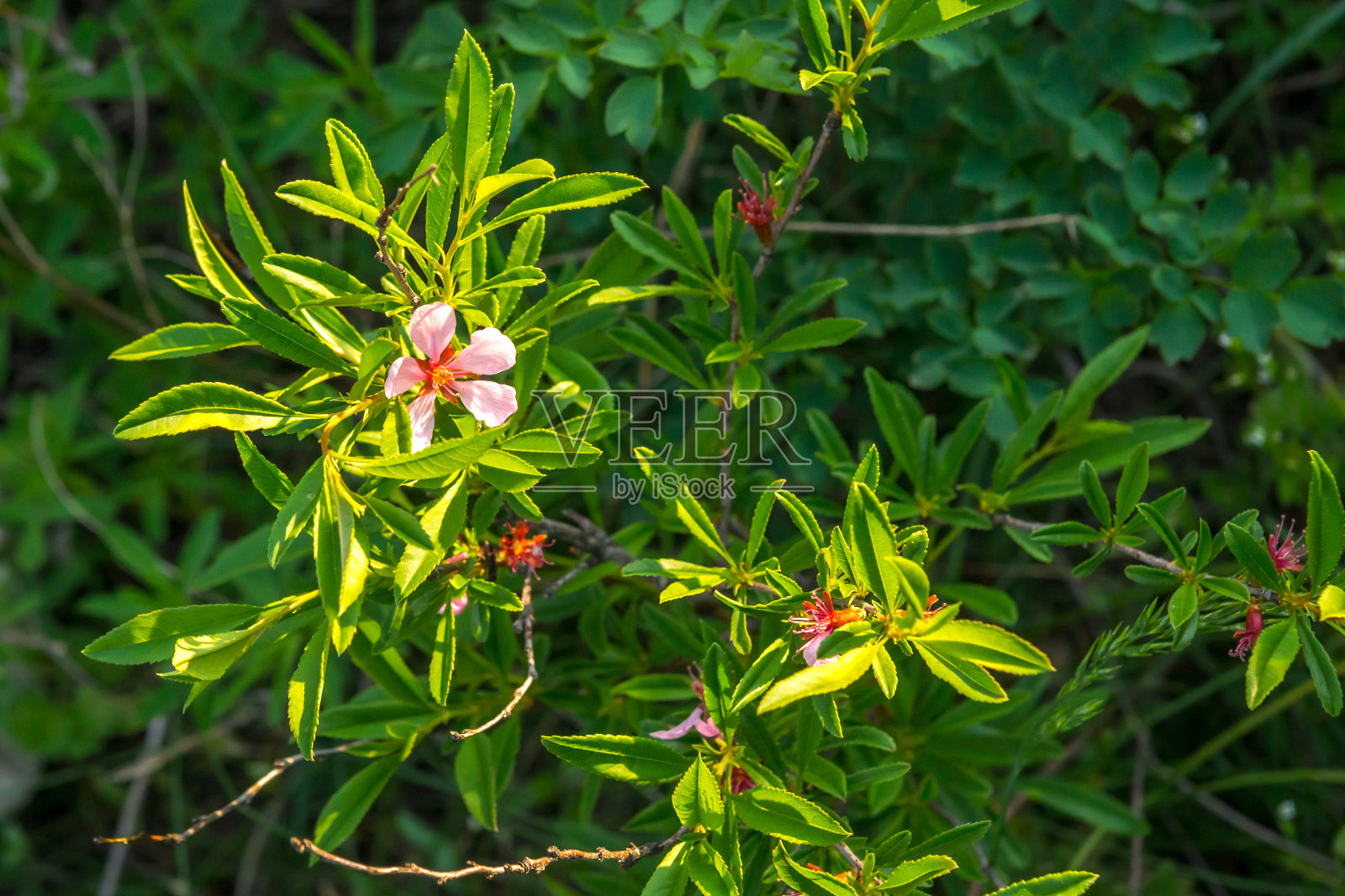 绿色的树枝上开着粉红色的花照片摄影图片