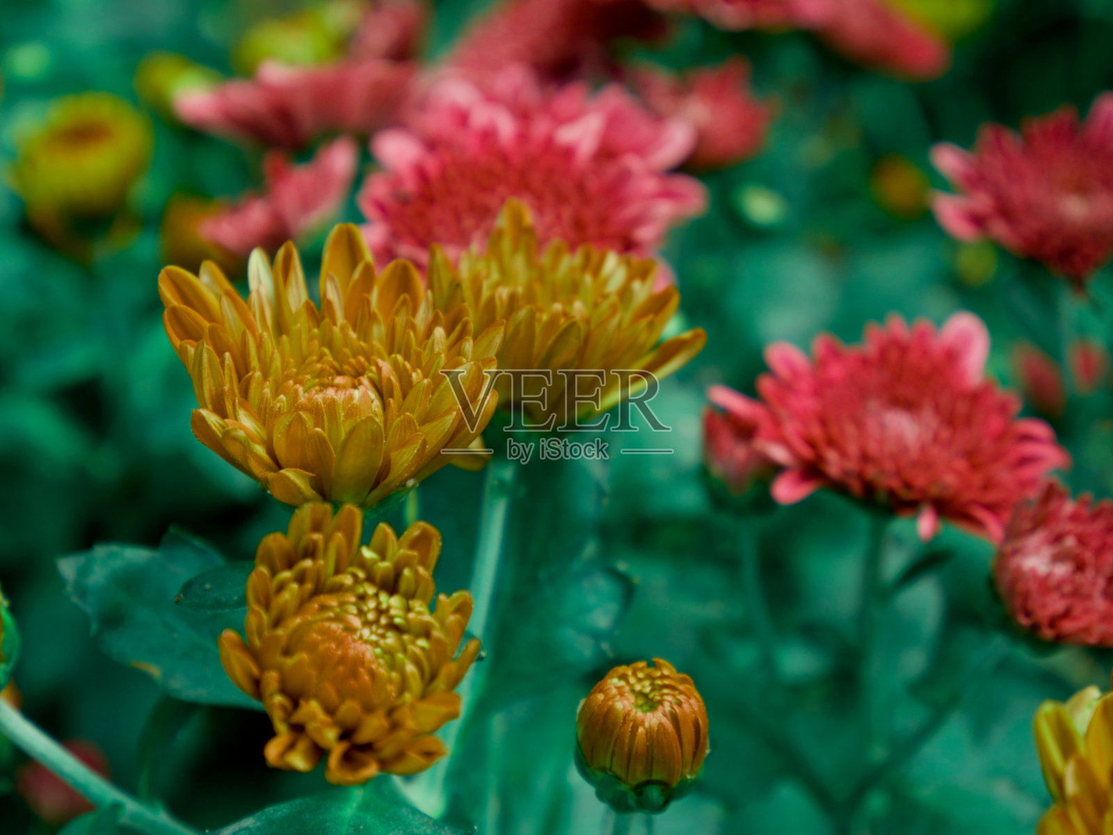 商业用途的自然花卉背景照片摄影图片