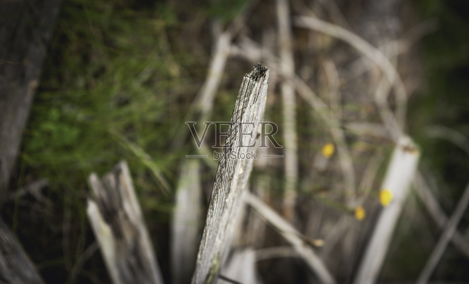 田野里被遗弃的木片照片摄影图片