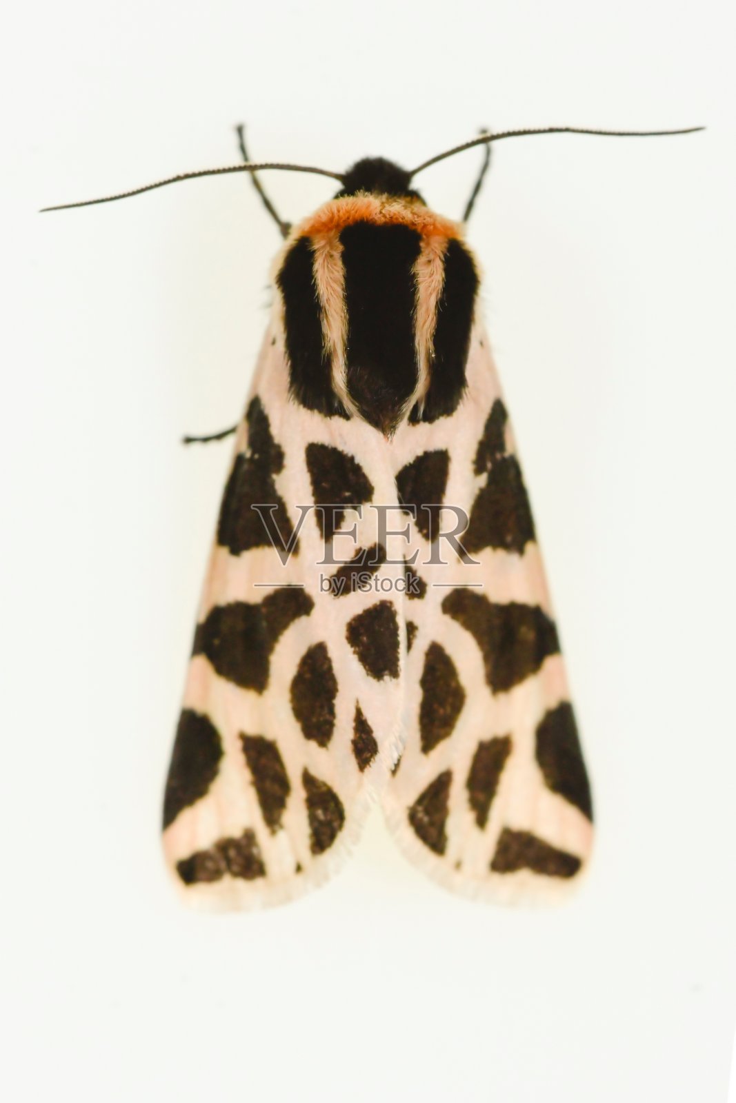 夜蝶-蛾子，白色背景。照片摄影图片