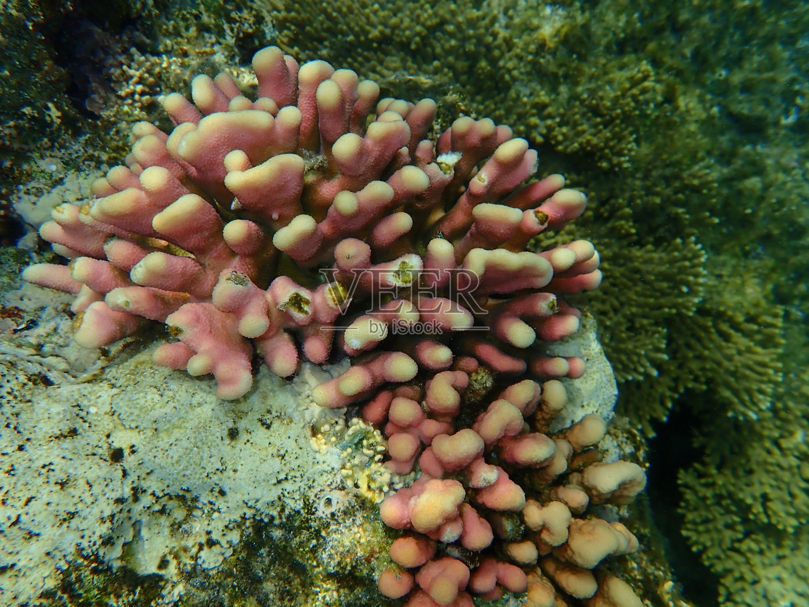 红海海底的石珊瑚或光滑菜花珊瑚照片摄影图片