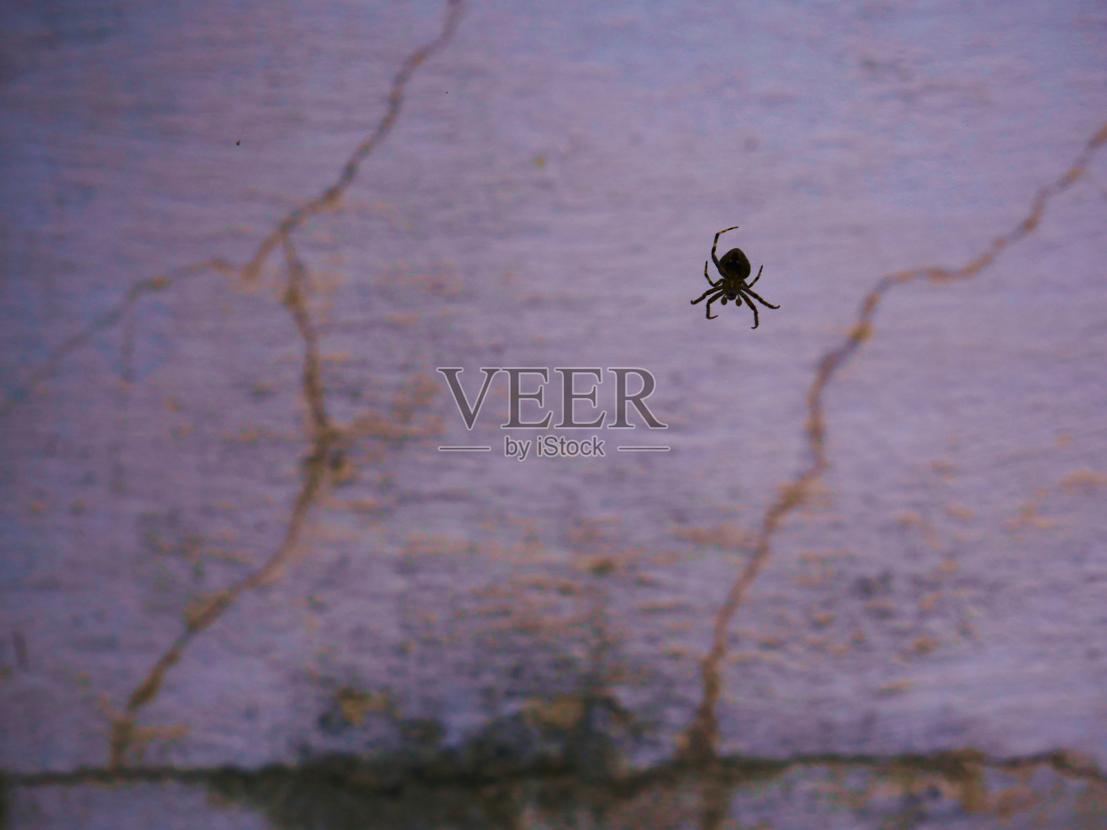 昆虫自然背景照片摄影图片