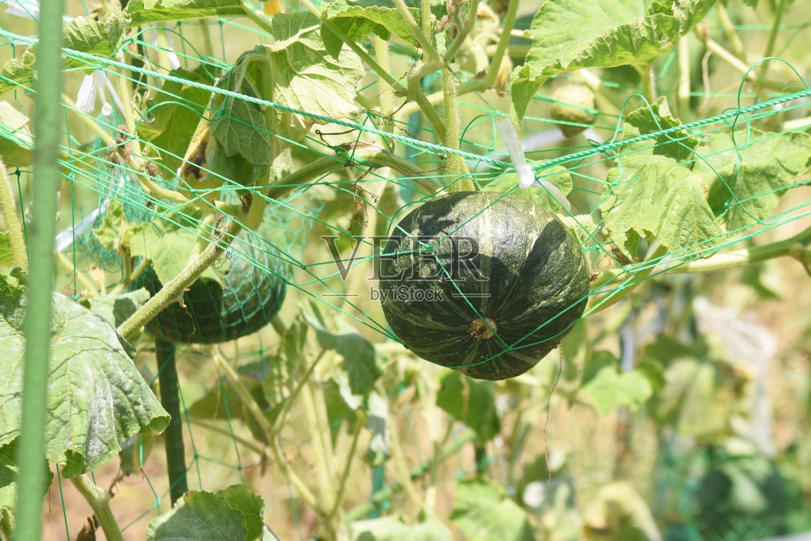 南瓜种植照片摄影图片