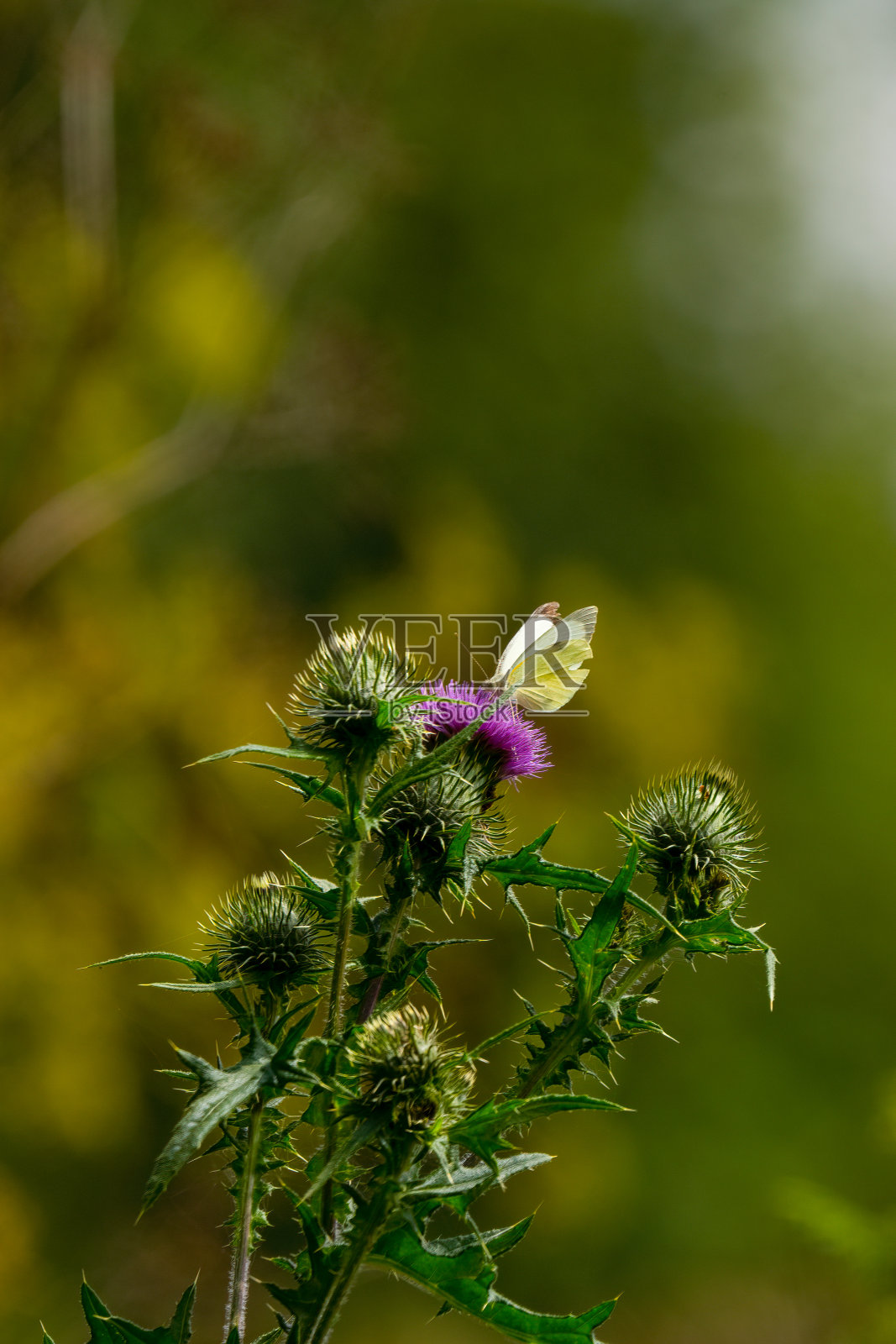紫蓟上的卷心菜白蝴蝶照片摄影图片