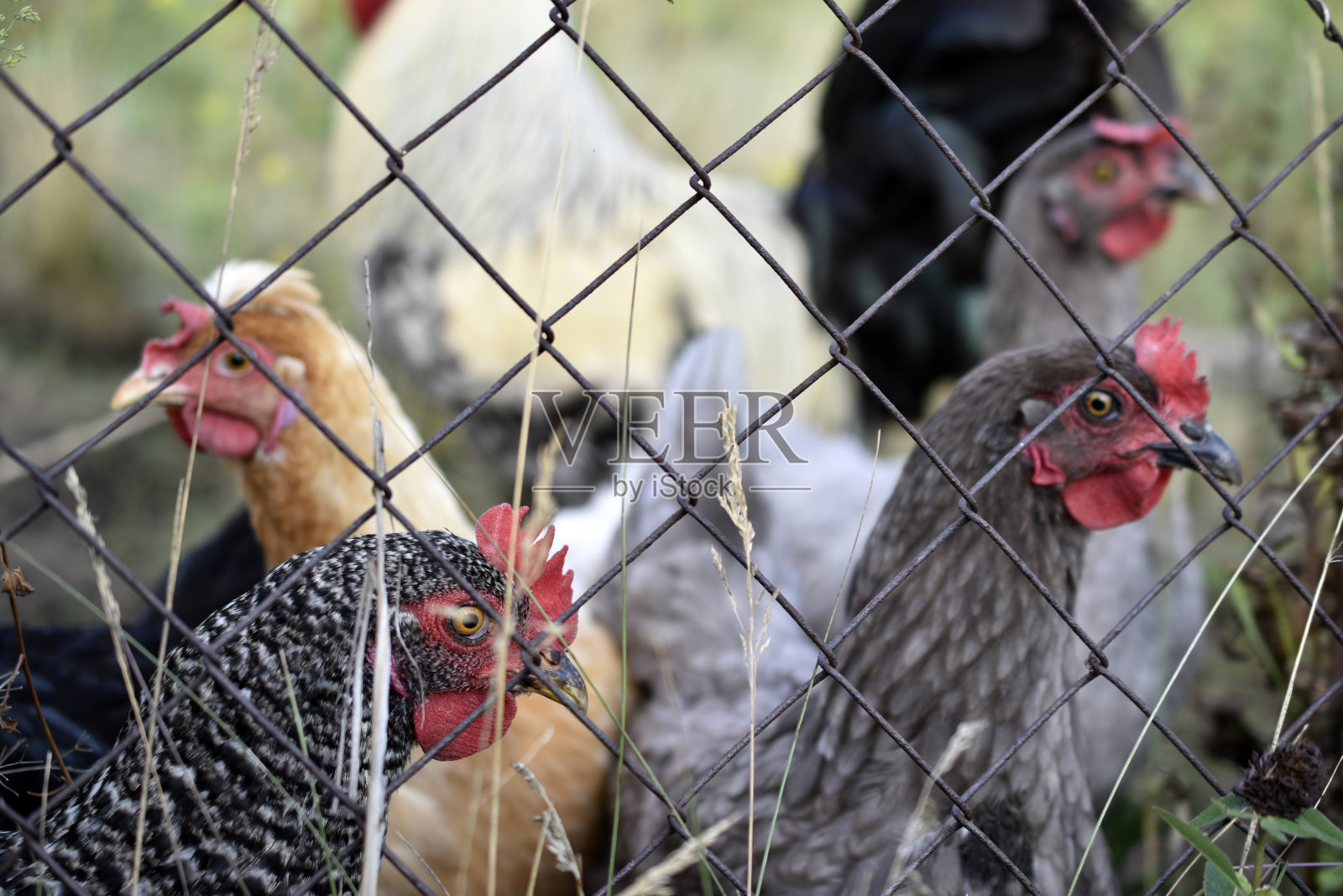 家鸡、公鸡和农场里的鸡照片摄影图片