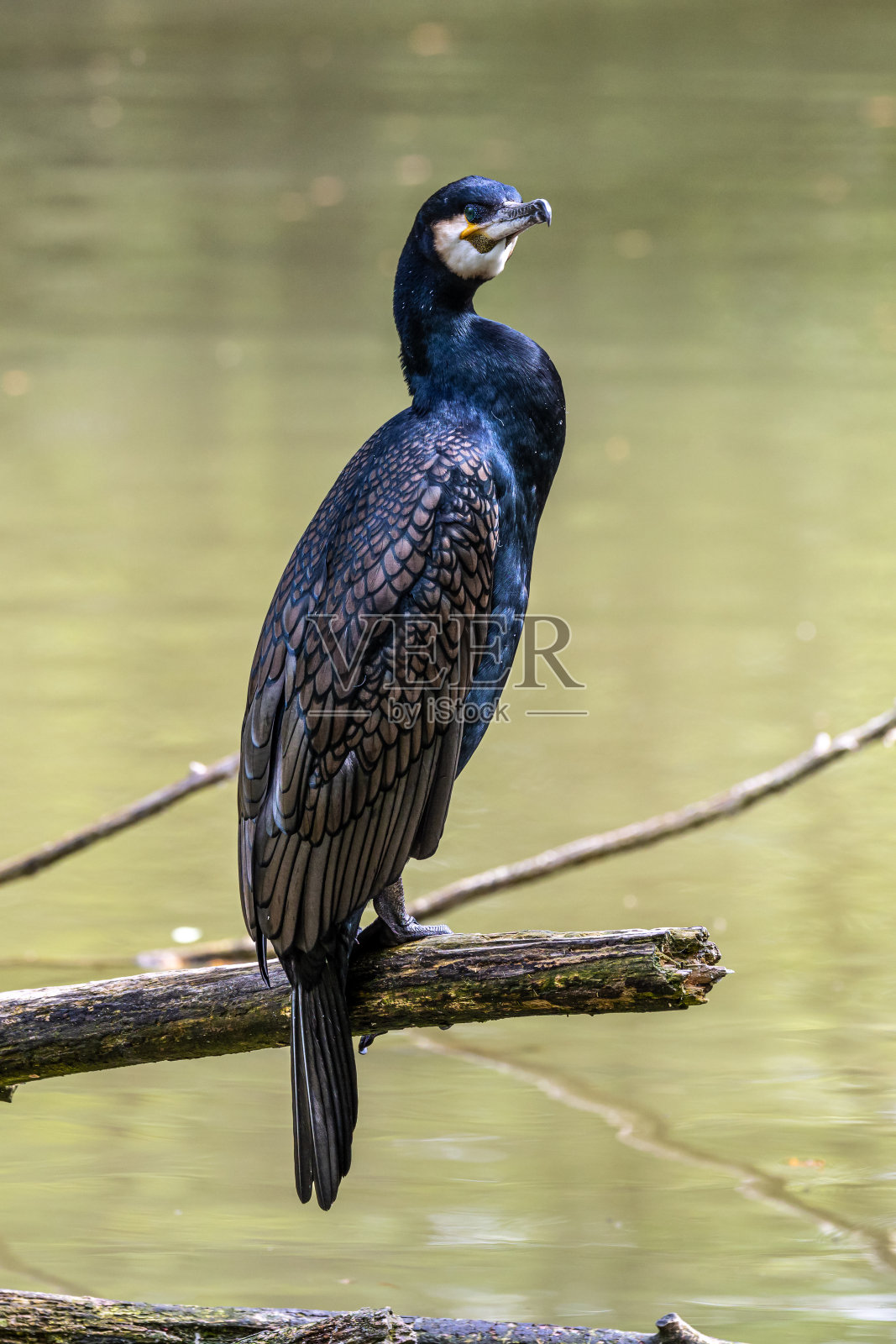 大鸬鹚坐在树枝上照片摄影图片