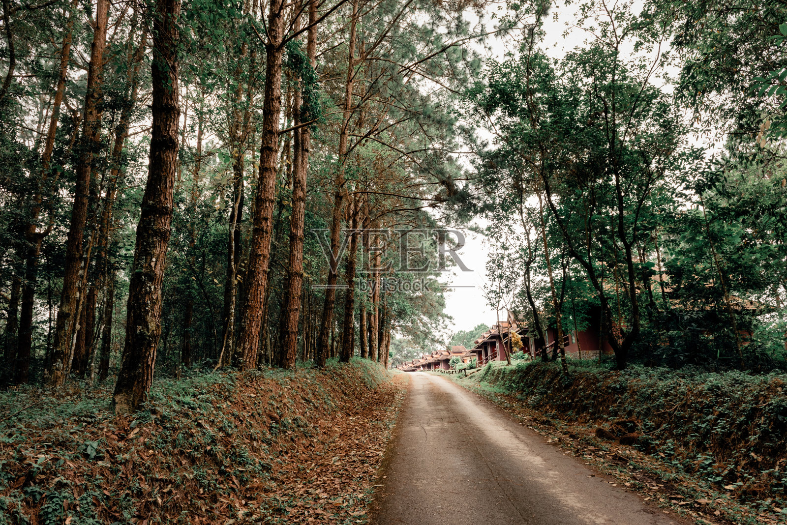 摘要背景沥青小路通向小屋，松树林和美丽的大自然照片摄影图片