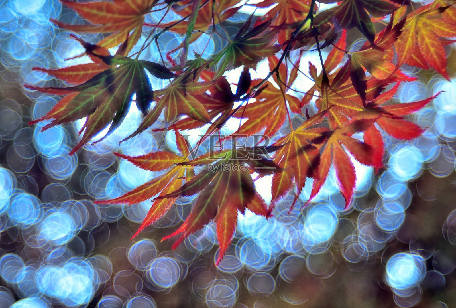 有蹼的枫特写照片摄影图片