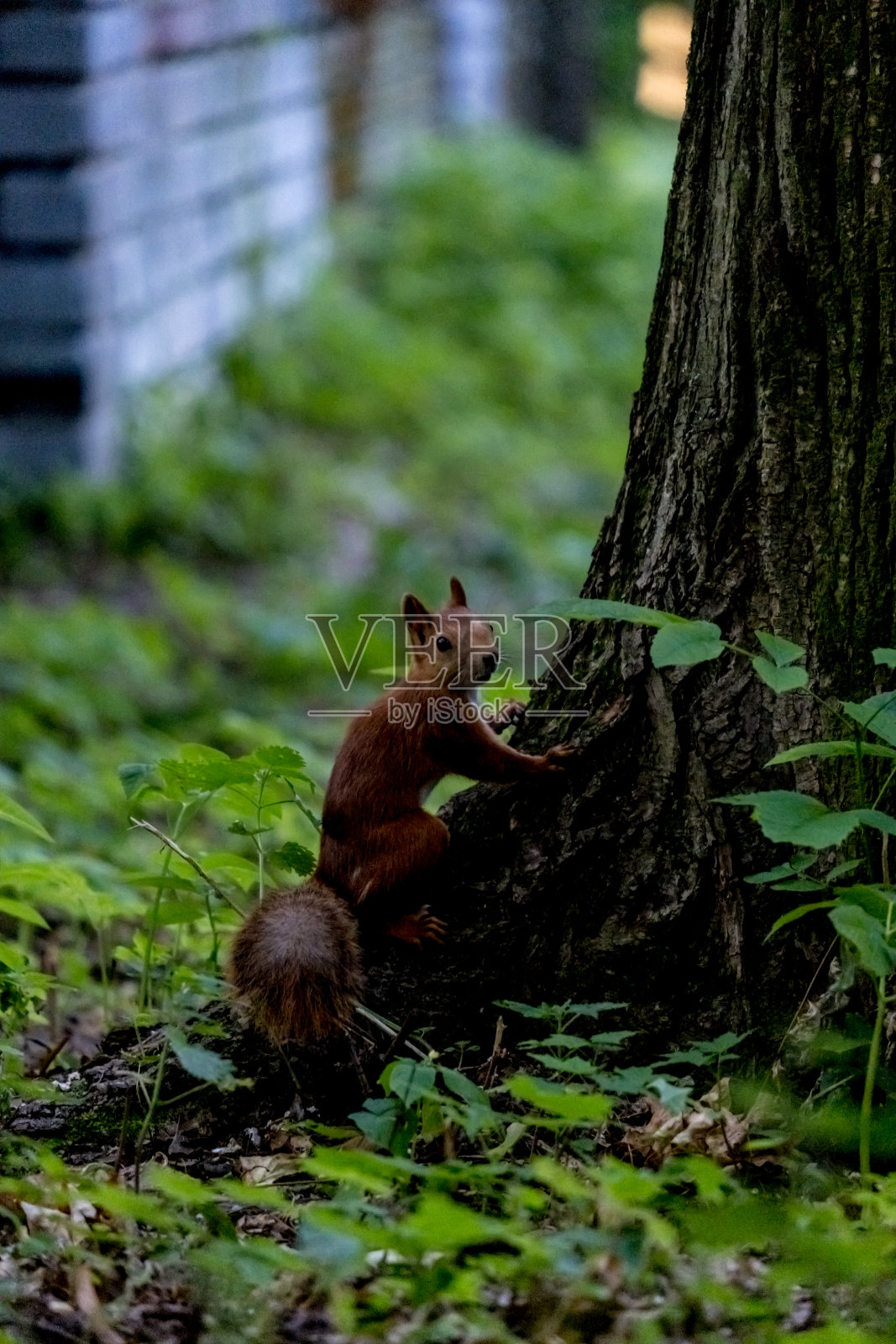 树干上的松鼠。狐狸松鼠坐在树枝上的肖像。城市野生动物。俄罗斯最大的树松鼠品种，梁赞。照片摄影图片