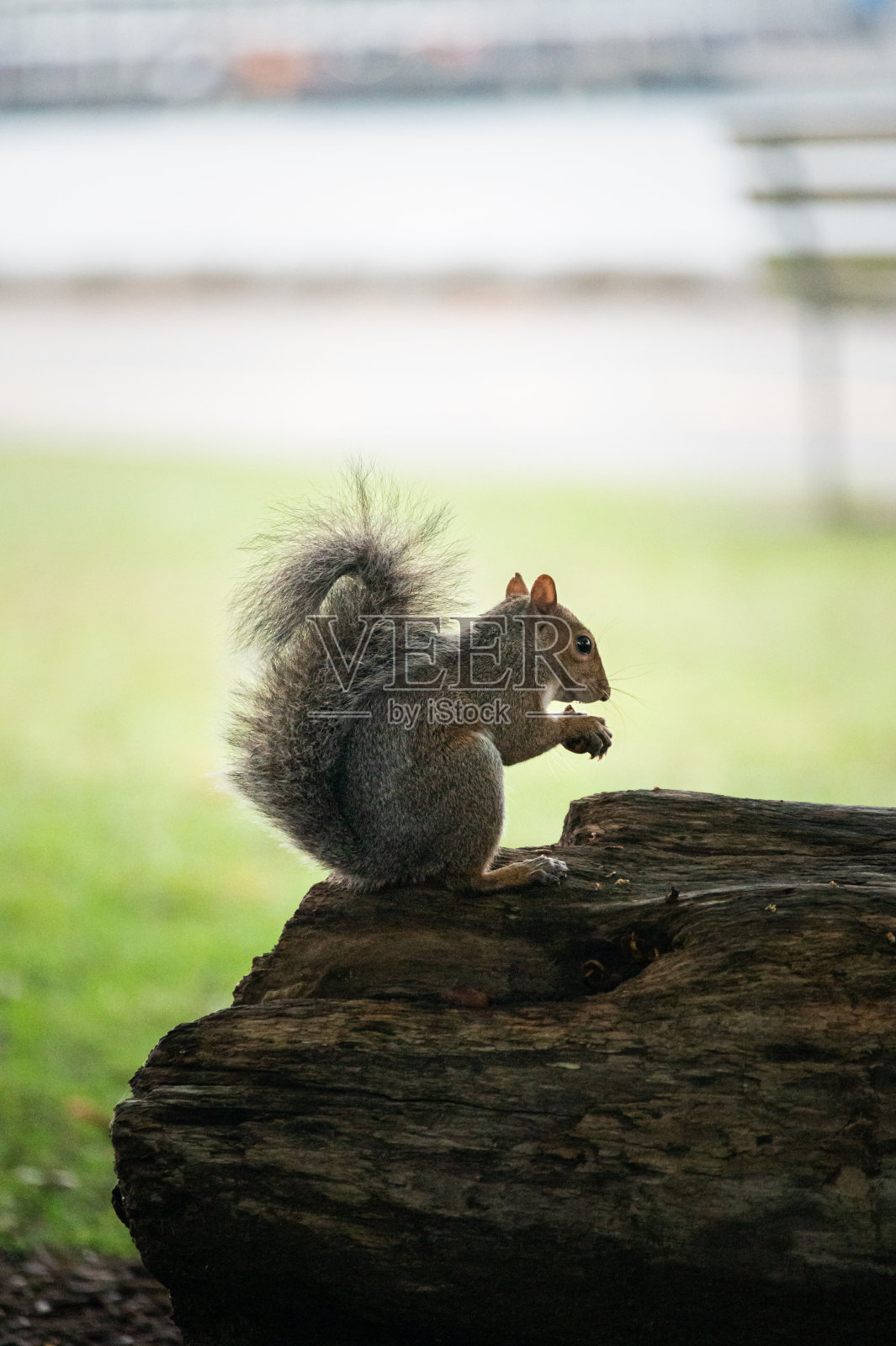 棕松鼠在公园里吃树桩上的坚果照片摄影图片
