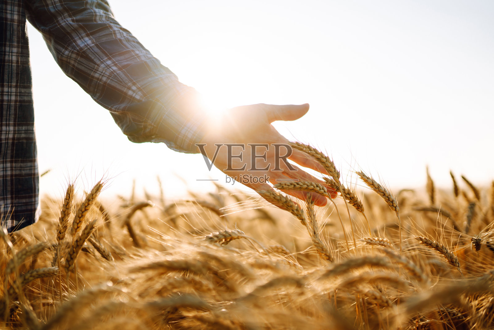 日落时分，农民的手触摸着麦穗。照片摄影图片