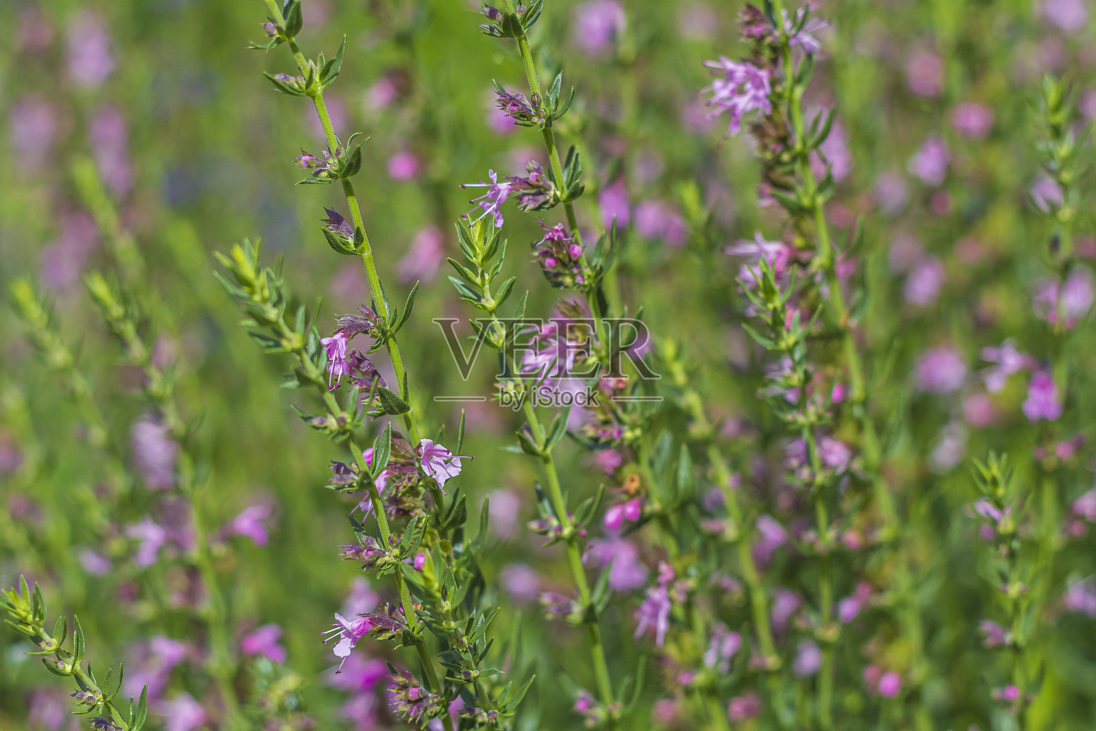 鼠尾草(Verbena sage)是一种多年生植物，属鼠尾草属，属唇形科。紫色的花朵盛开在草地上的绿色草地背景照片摄影图片
