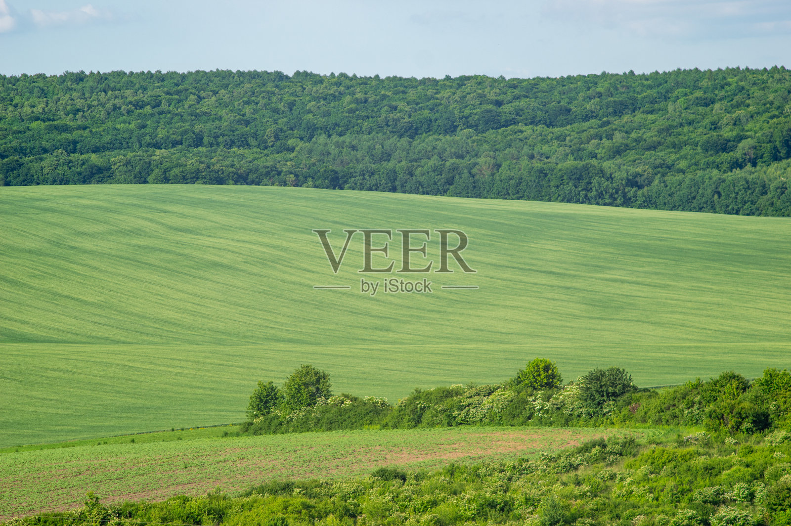 美丽的夏日风景，阳光明媚的绿色田野照片摄影图片