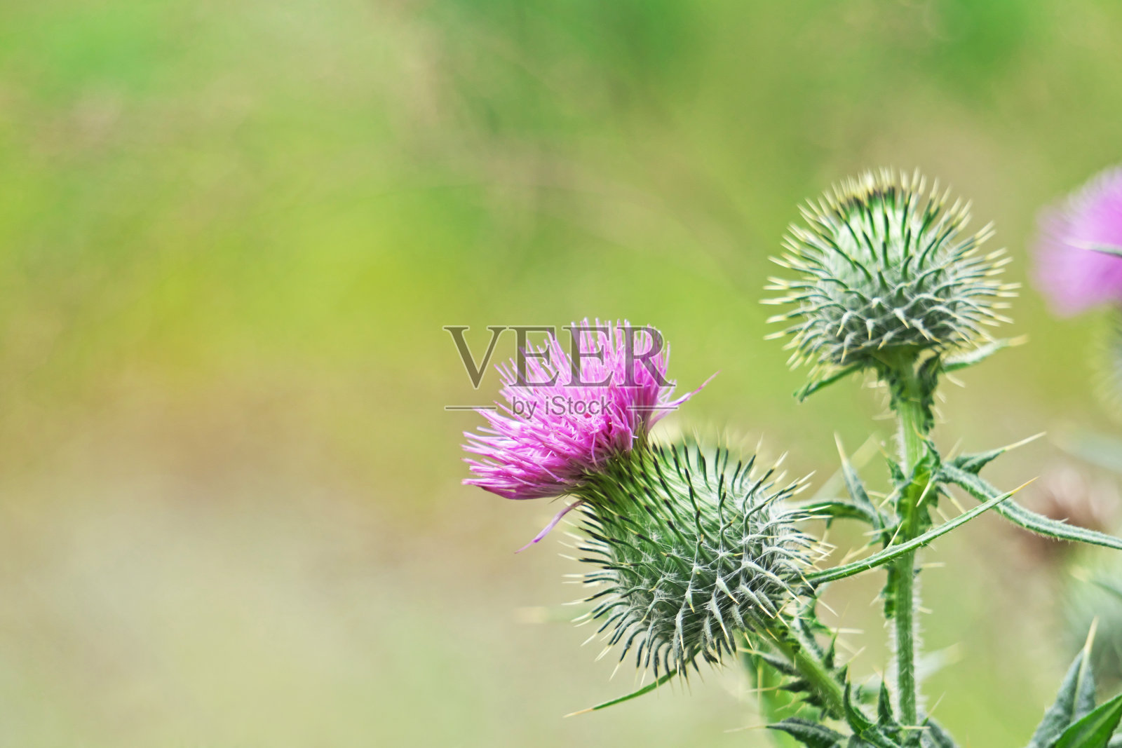 蓟照片摄影图片