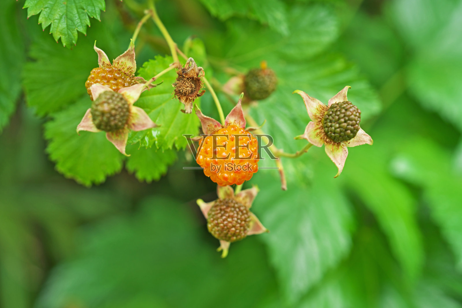 三叶悬钩子照片摄影图片