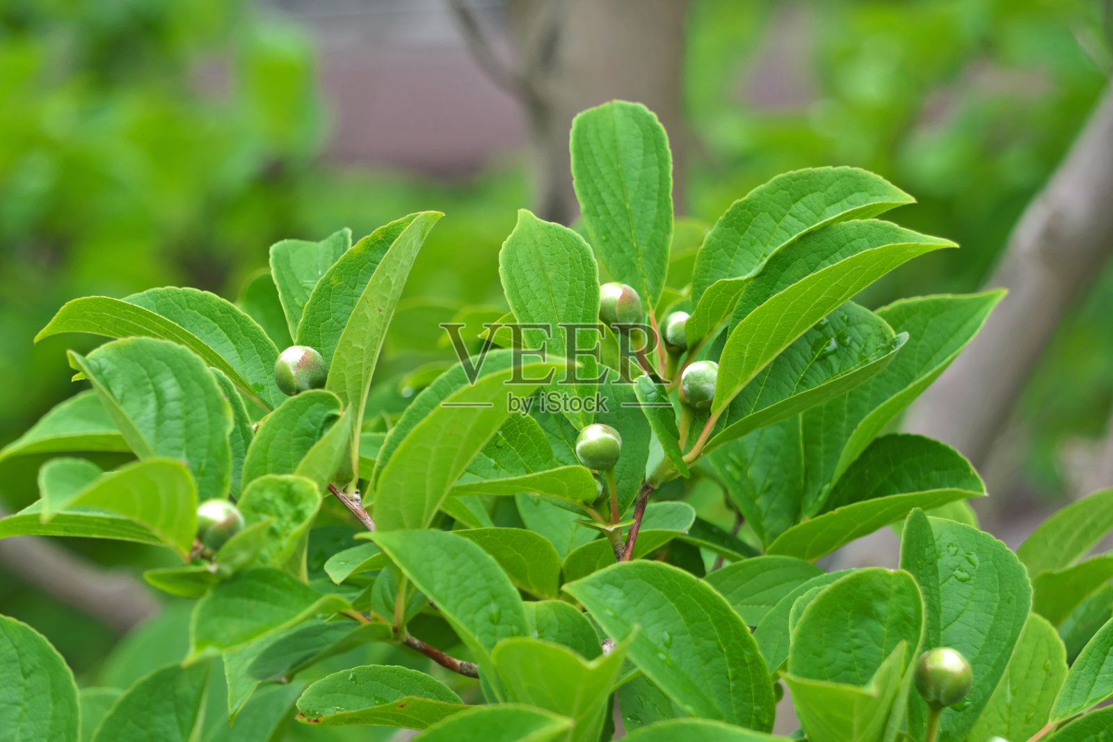 紫茎照片摄影图片