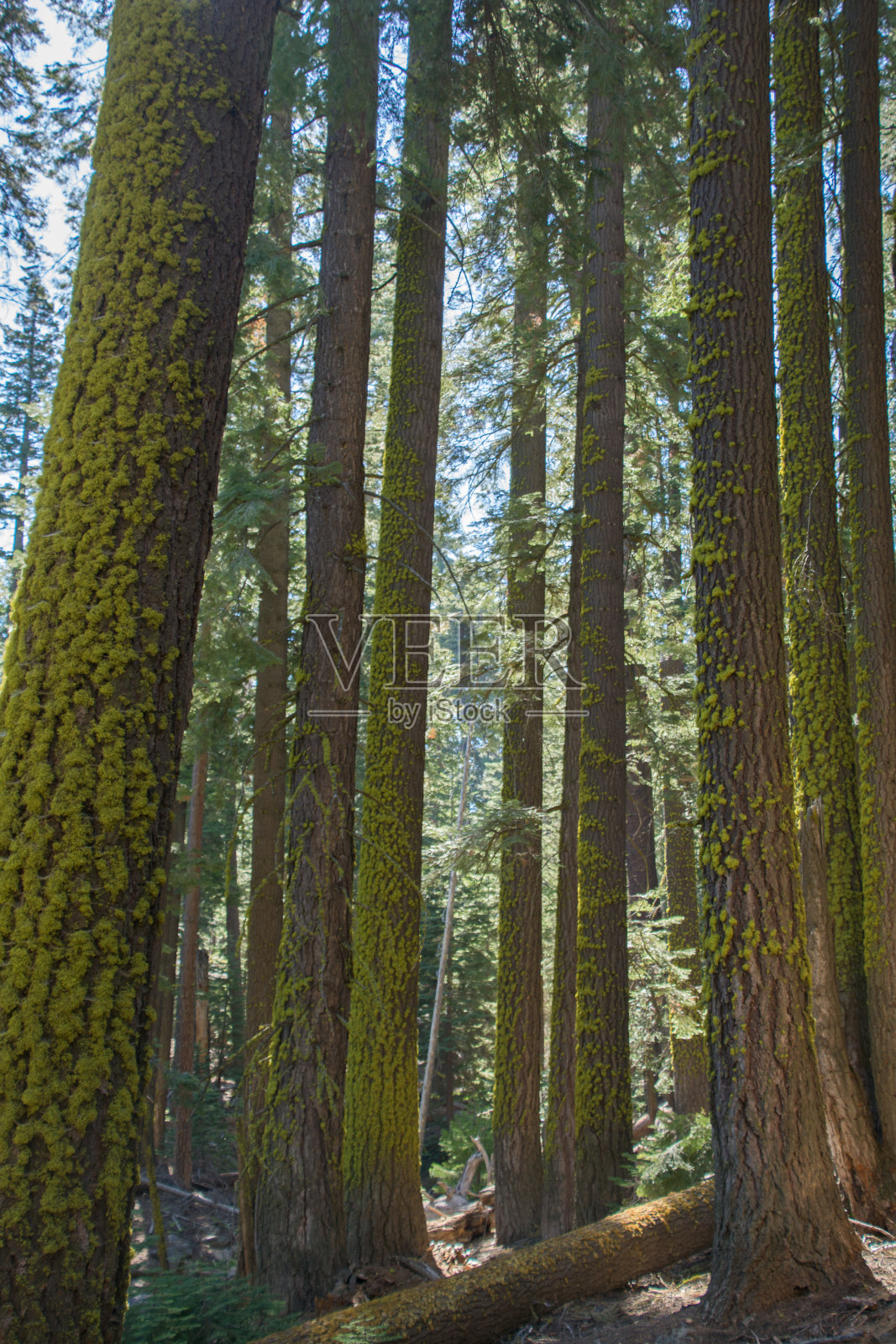 树的侧面充满活力的苔藓照片摄影图片