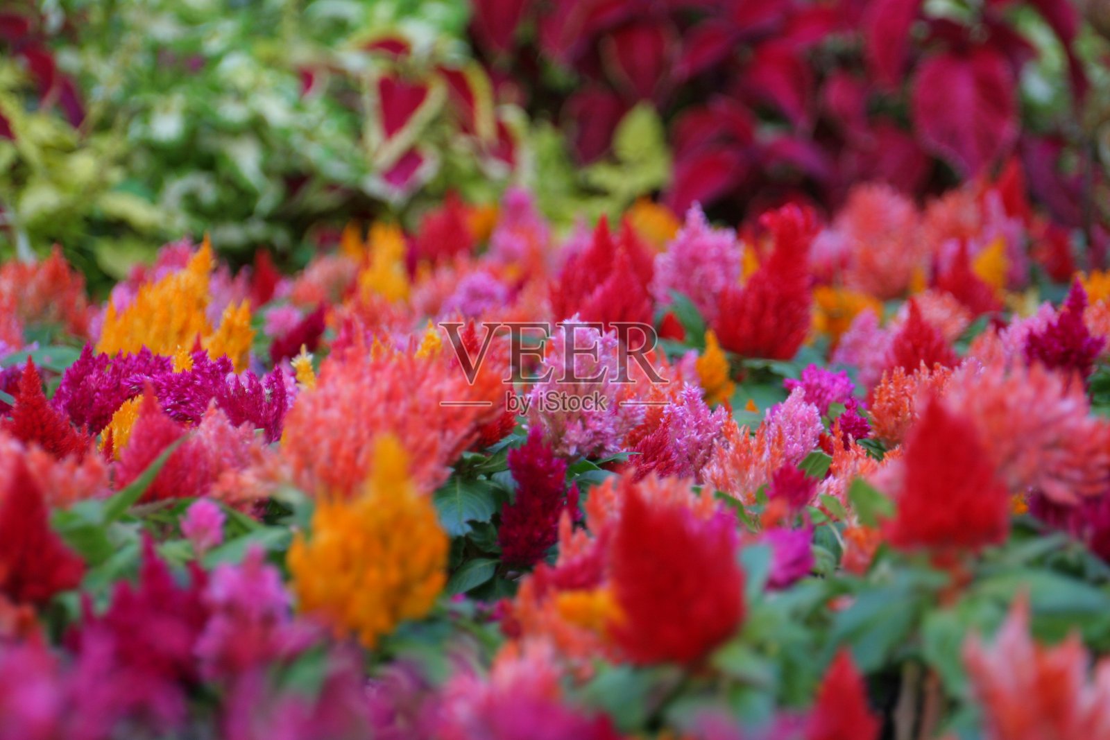 花照片摄影图片