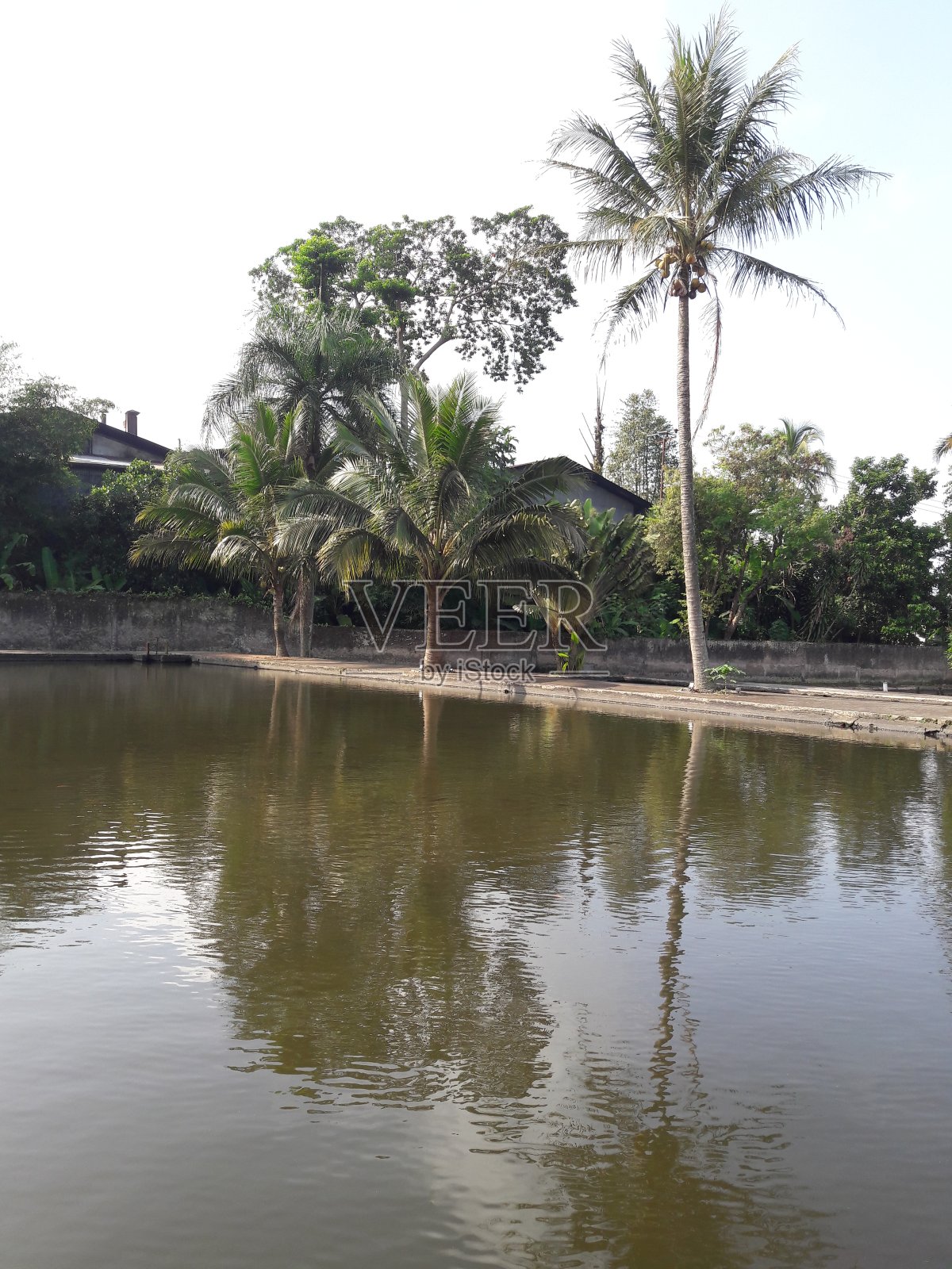 池塘里的水和岸边的树的照片照片摄影图片