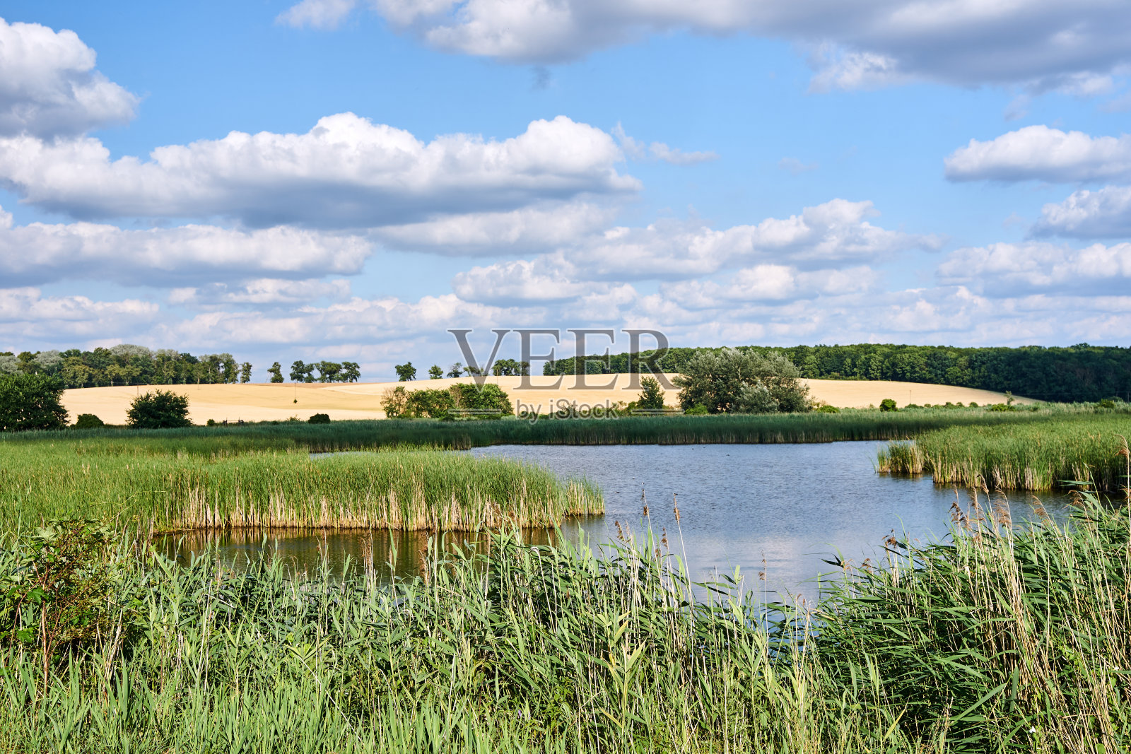 夏天有芦苇和湖泊的乡村景观照片摄影图片