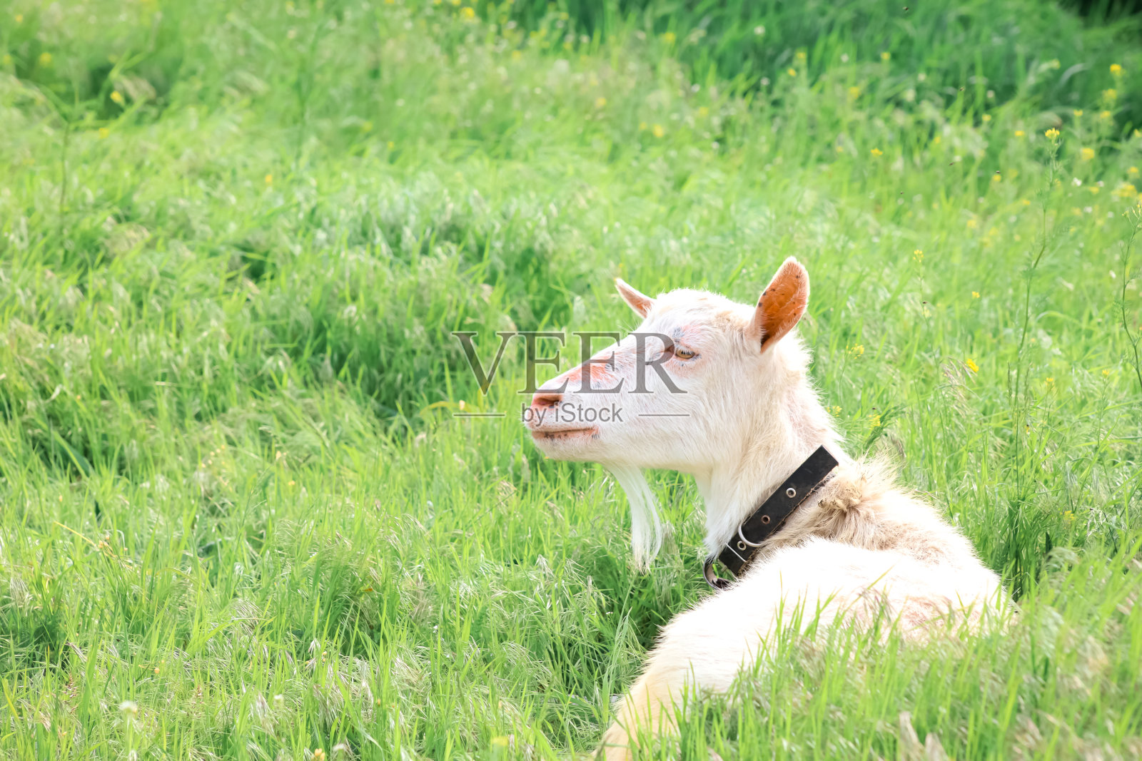 一只白山羊在草地上吃草。照片摄影图片