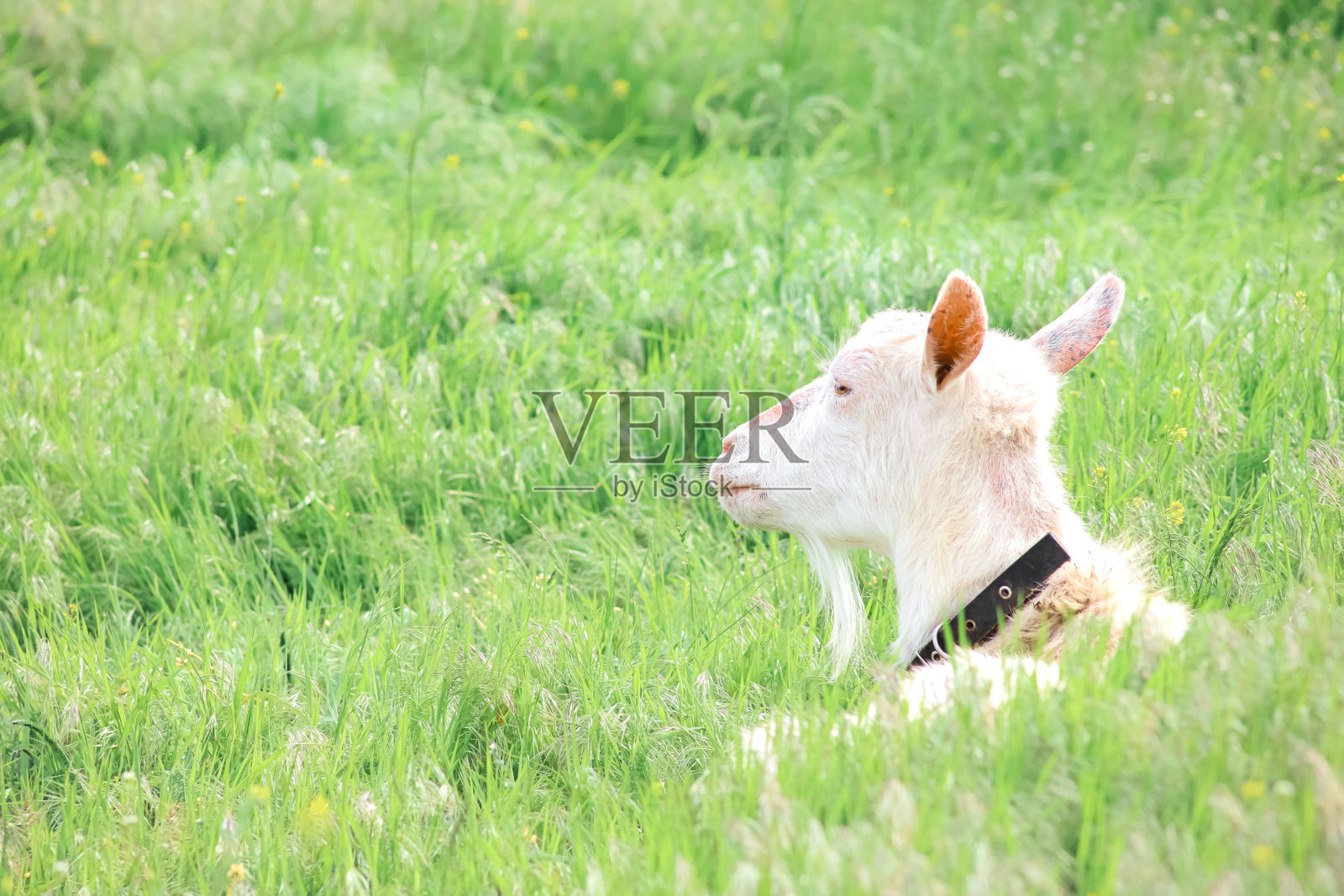 一只白山羊在草地上吃草。照片摄影图片