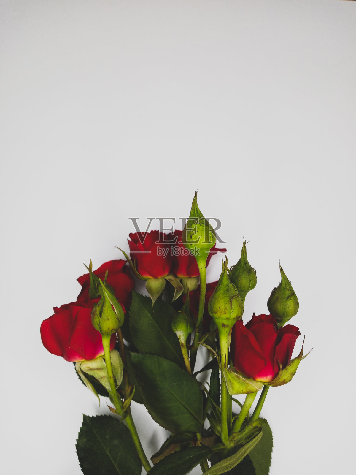 红玫瑰照片摄影图片